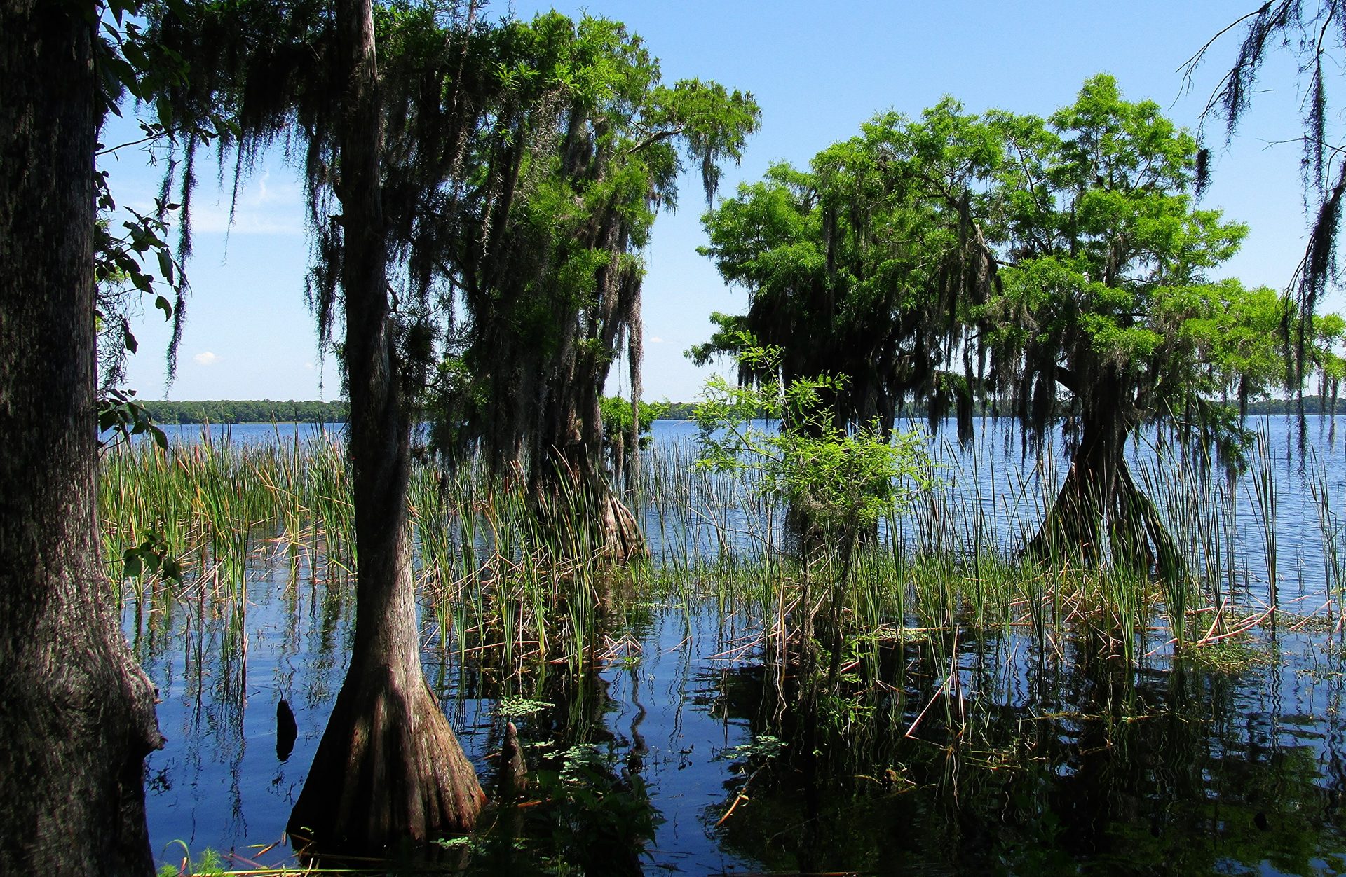 Cypress trees and exposed roots along the shore of Lake Russell at Disney Wilderness Preserve