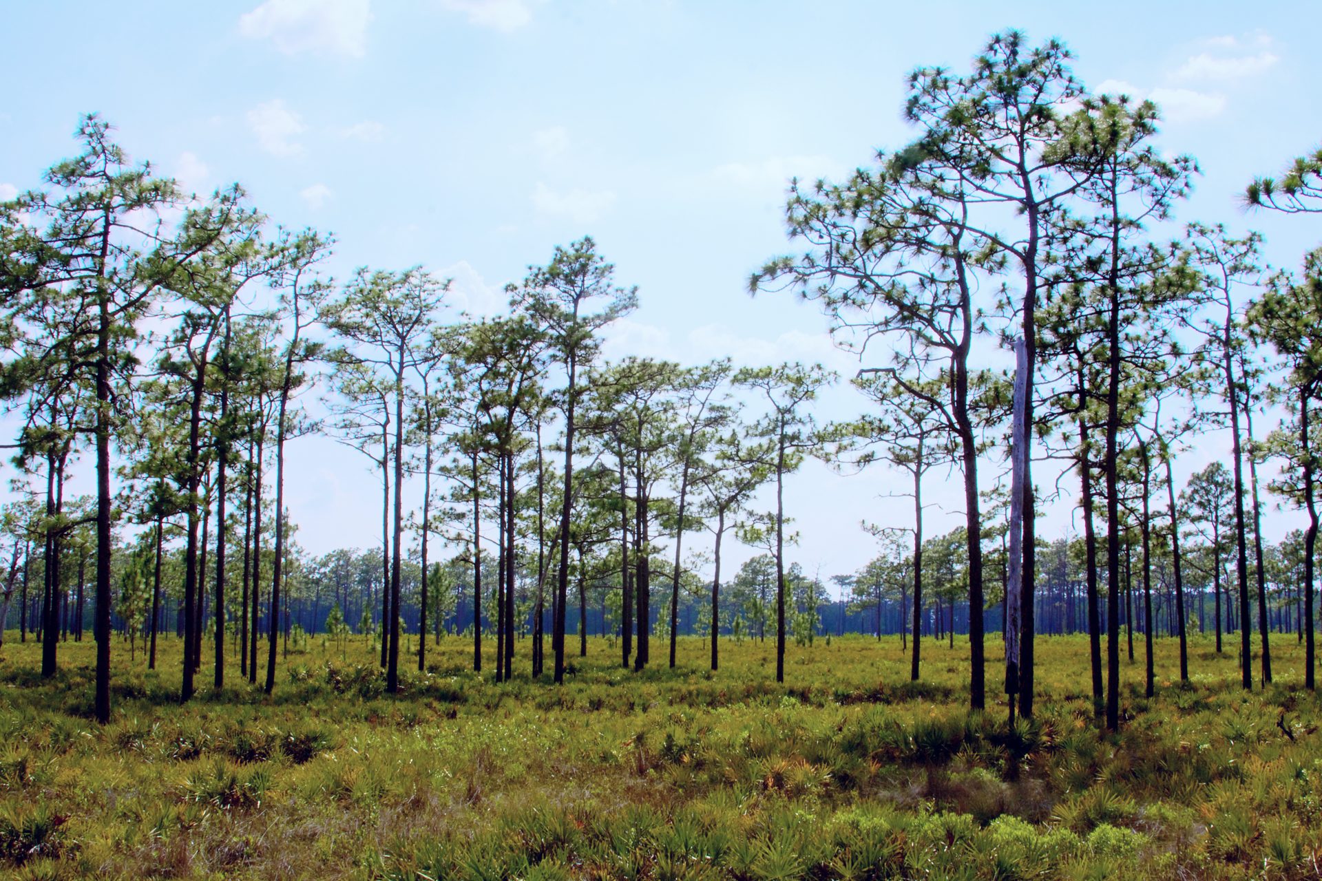 Longleaf pine trees and native ground vegetation at Disney Wilderness Preserve