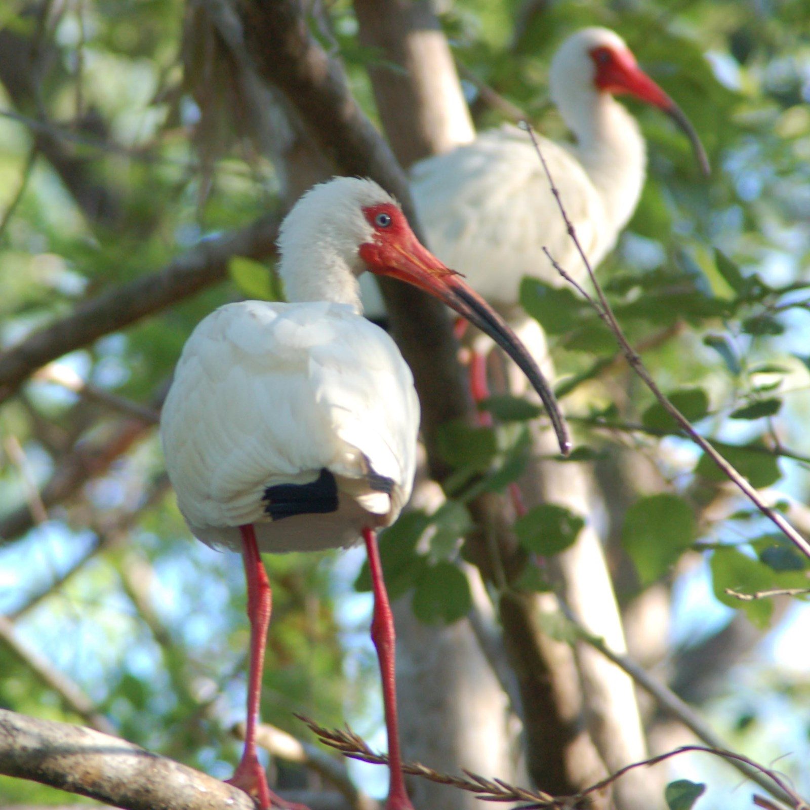 Two white ibises perched among Everglades branches