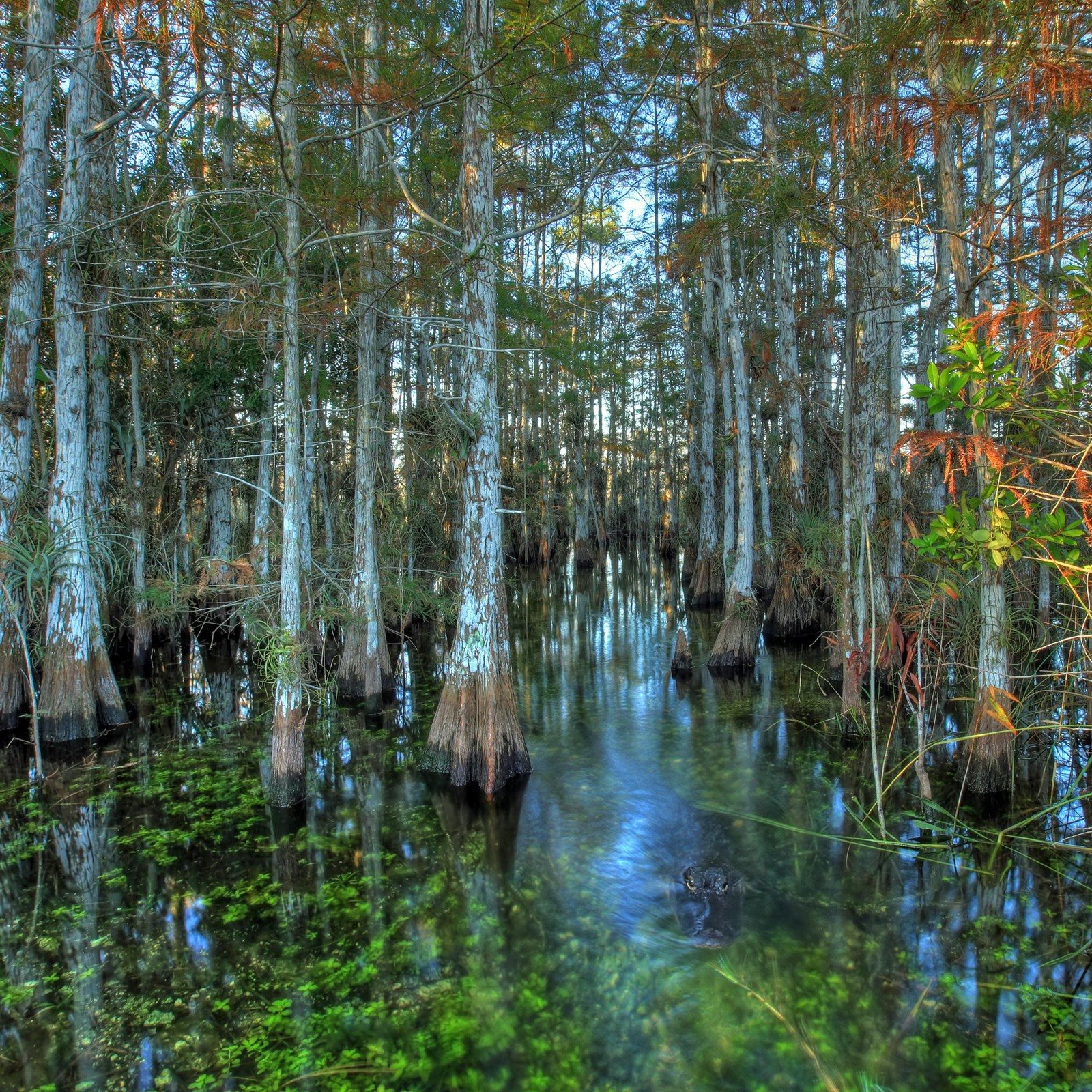 An alligator in standing water beneath Everglades cypress trees