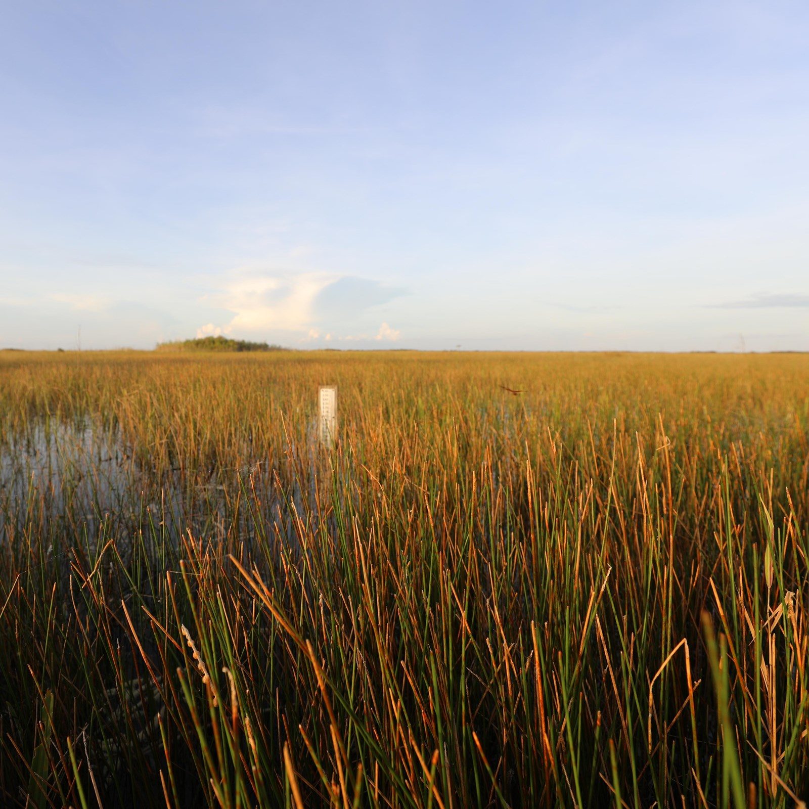 Flooded Everglades prairie with grasses rising from shallow water