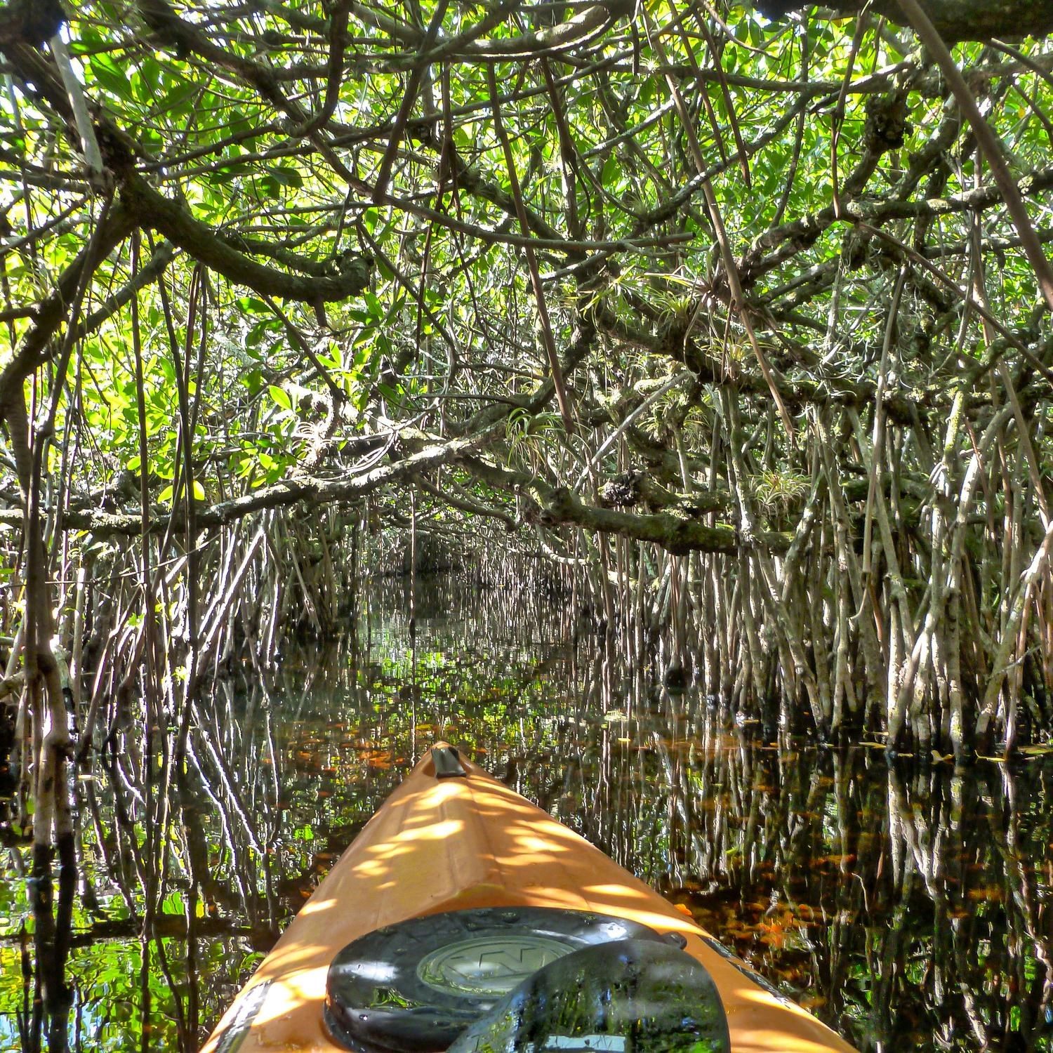 A kayak approaching an Everglades mangrove channel bordered by exposed roots