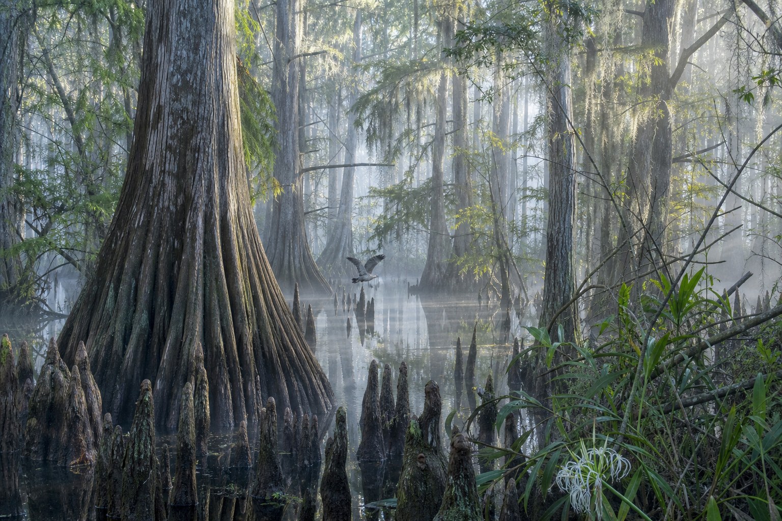 Cypress trees and knees standing in a shaded Florida wetland