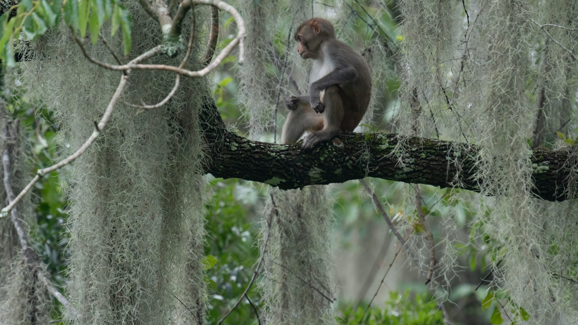 Rhesus macaque sitting on a moss-draped branch at Silver Springs, Florida