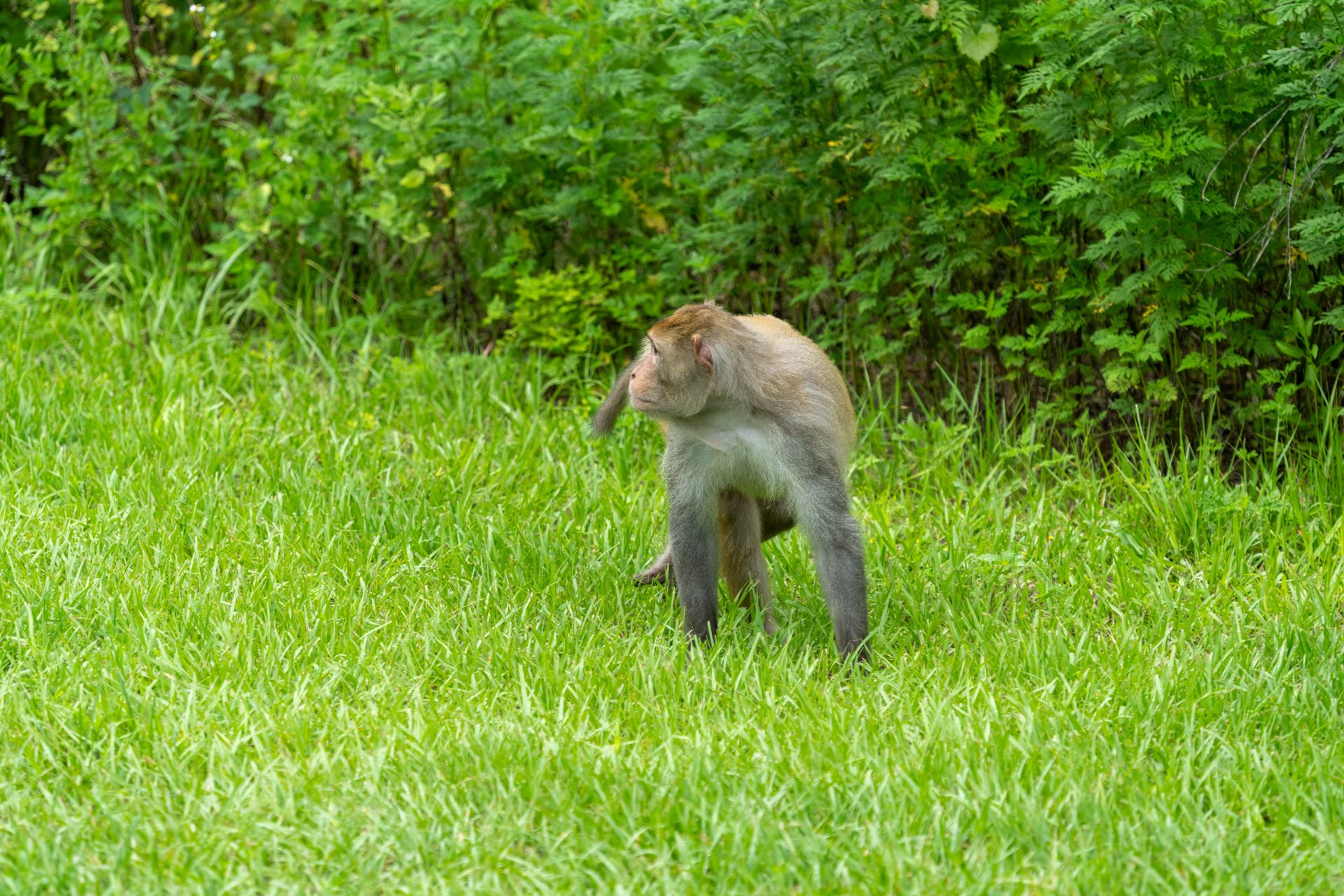 Rhesus macaque standing in grass at Silver Springs