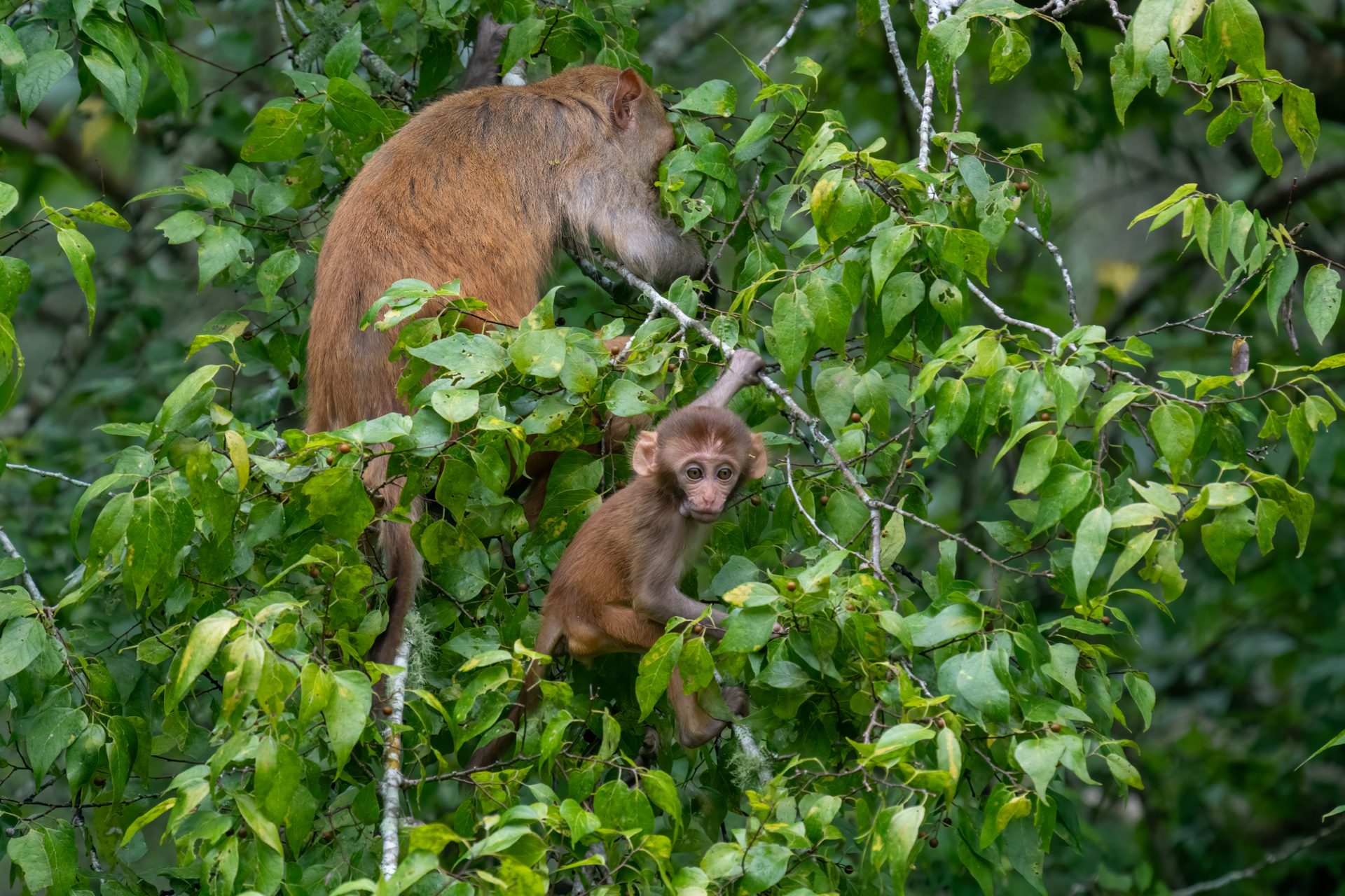 An adult rhesus macaque and a young monkey among leafy branches at Silver Springs