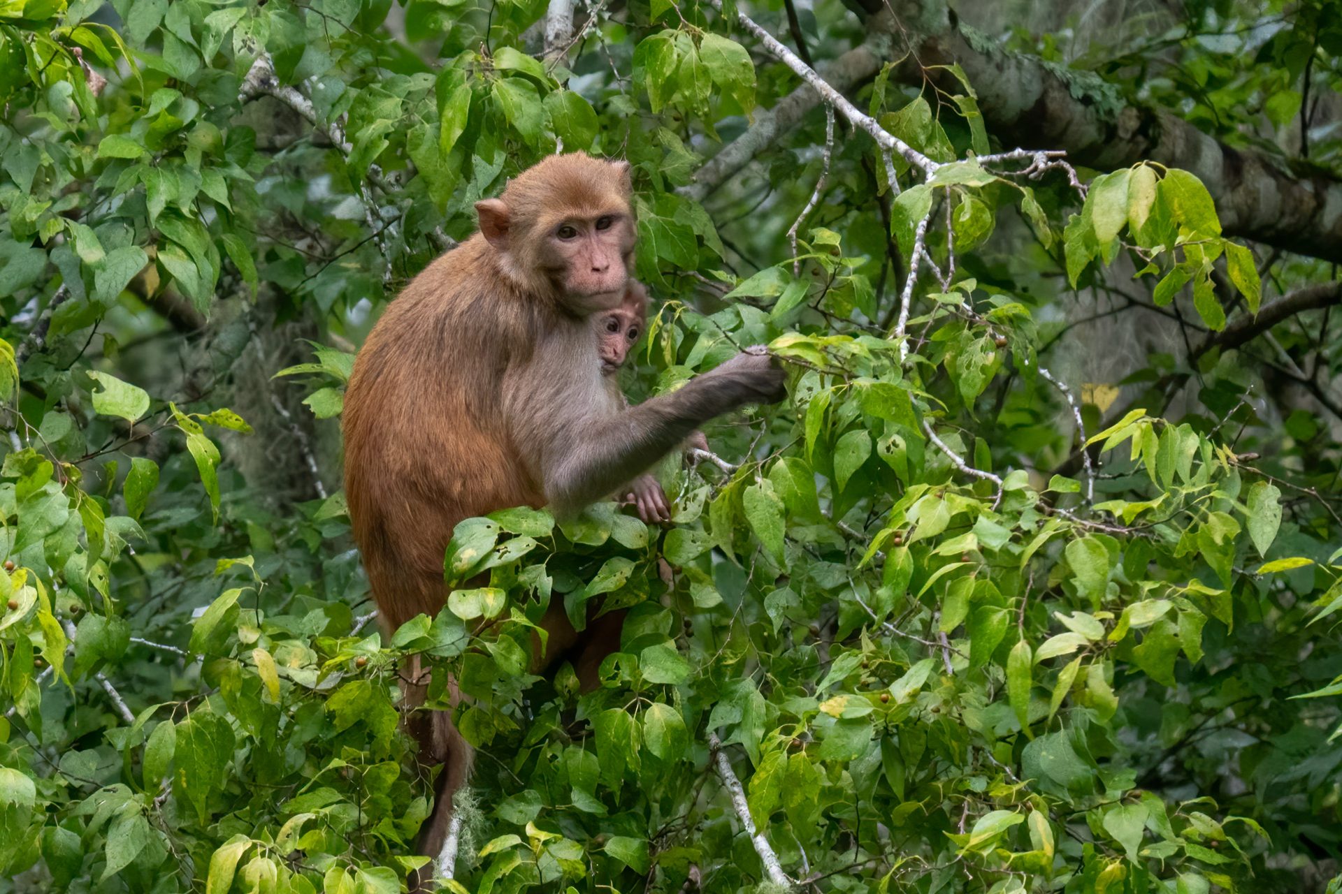 Adult rhesus macaque holding an infant among green leaves at Silver Springs