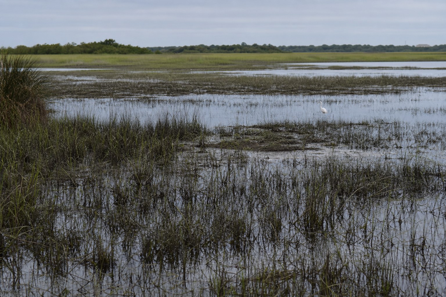 Quiet Florida salt marsh with tidal channels and a distant white wading bird