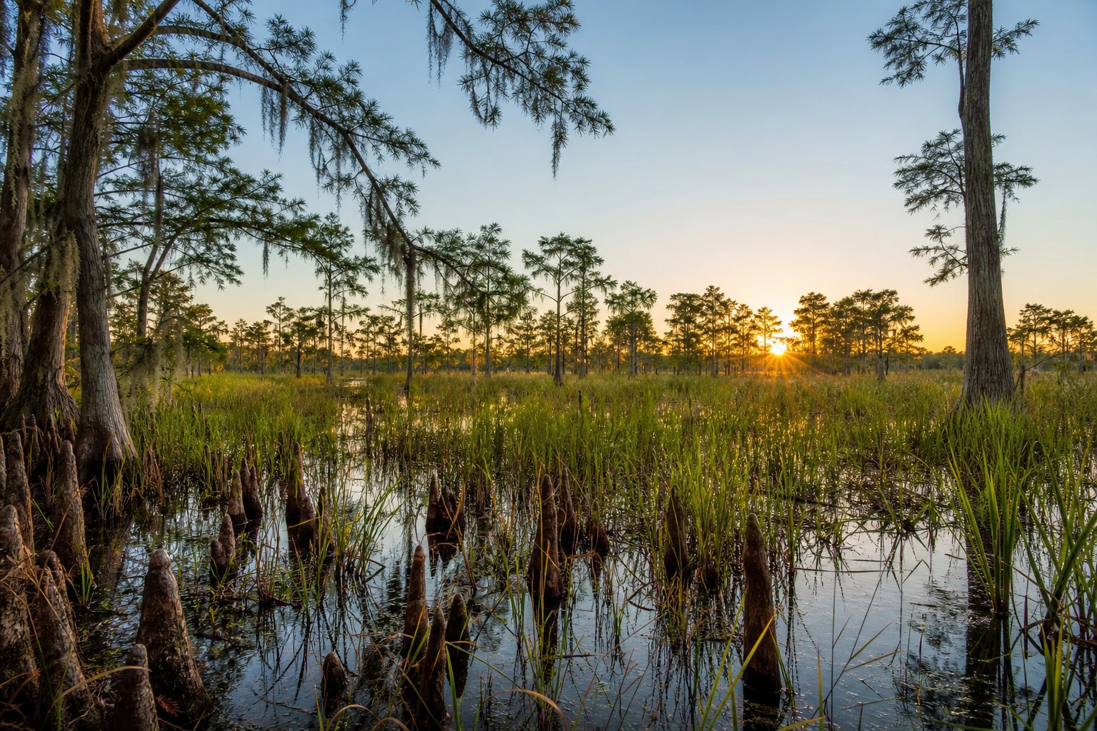 Cypress wetland in Florida at first light