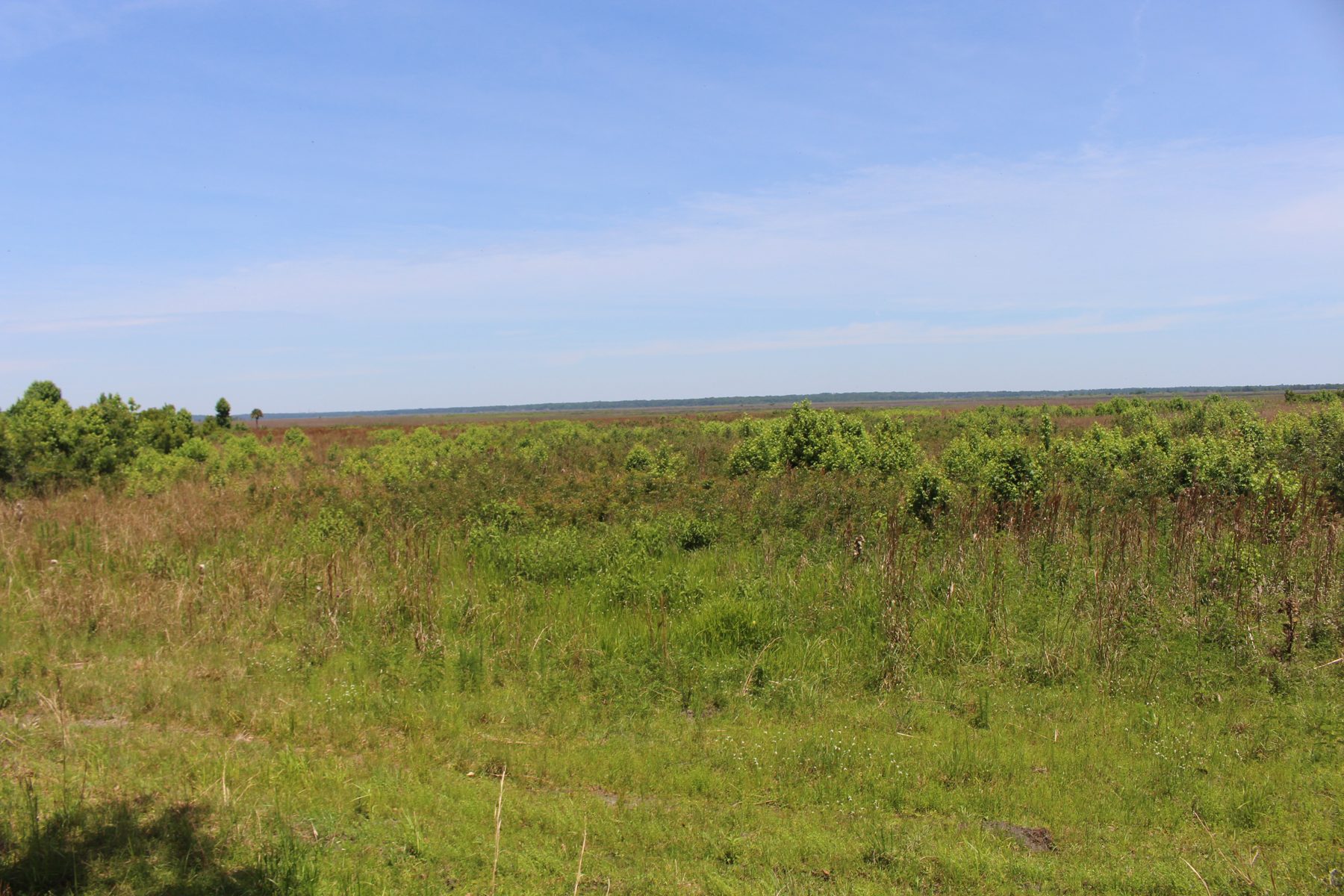 Open grassland and distant tree line at Paynes Prairie Preserve State Park