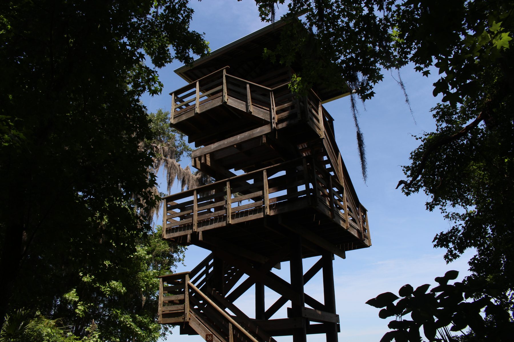 Wooden observation tower among trees at Paynes Prairie