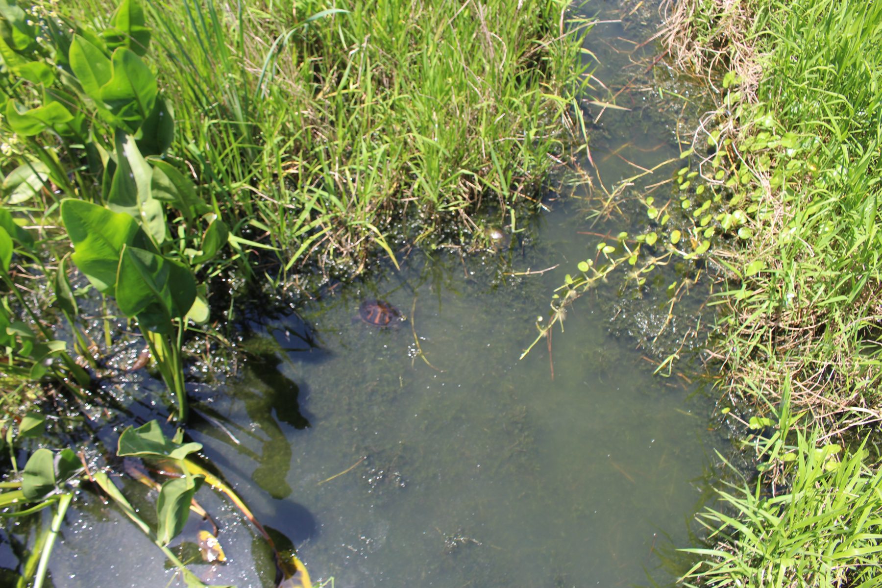 A turtle photographed at Paynes Prairie Preserve State Park