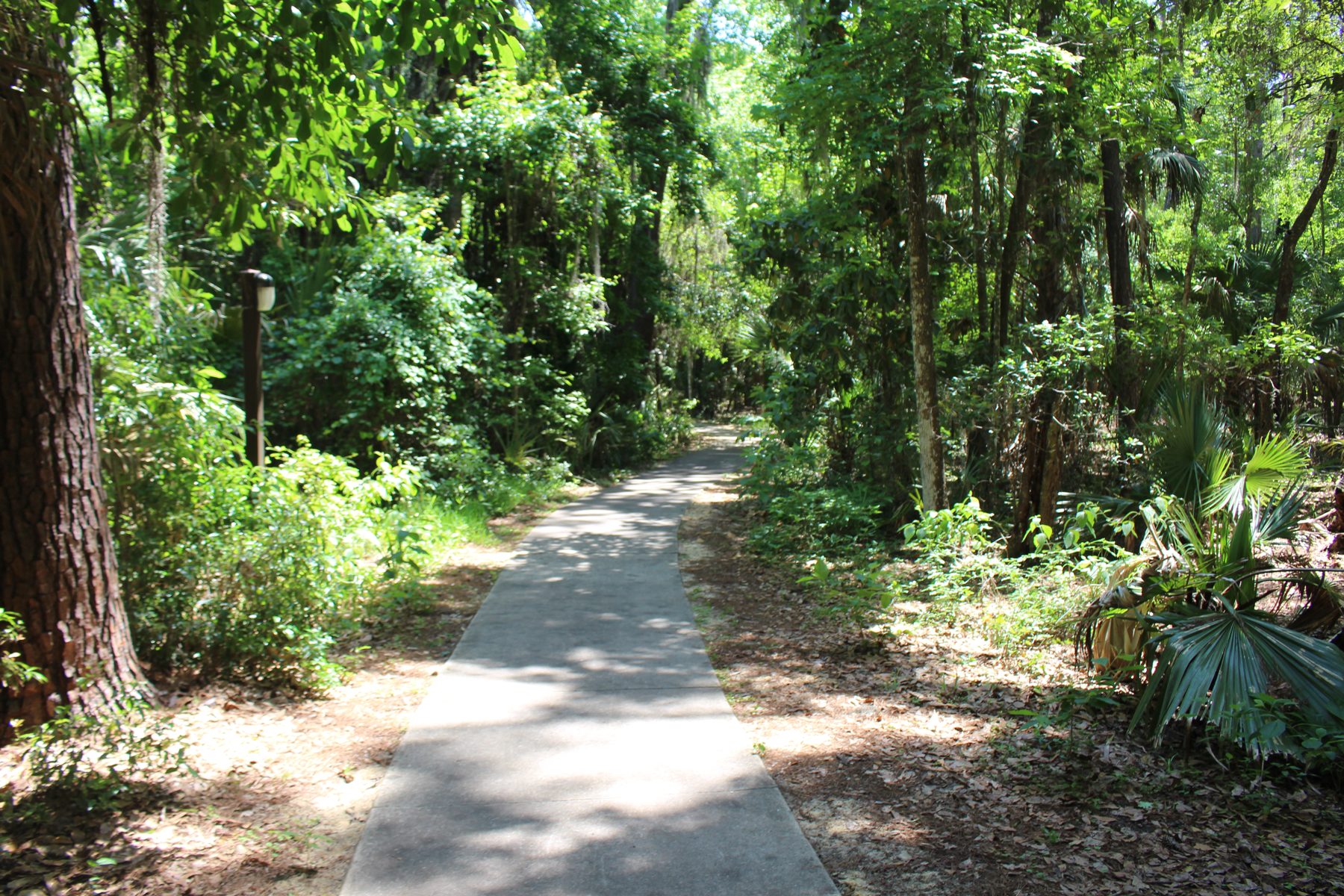 Shaded walkway through trees toward the Paynes Prairie visitor center