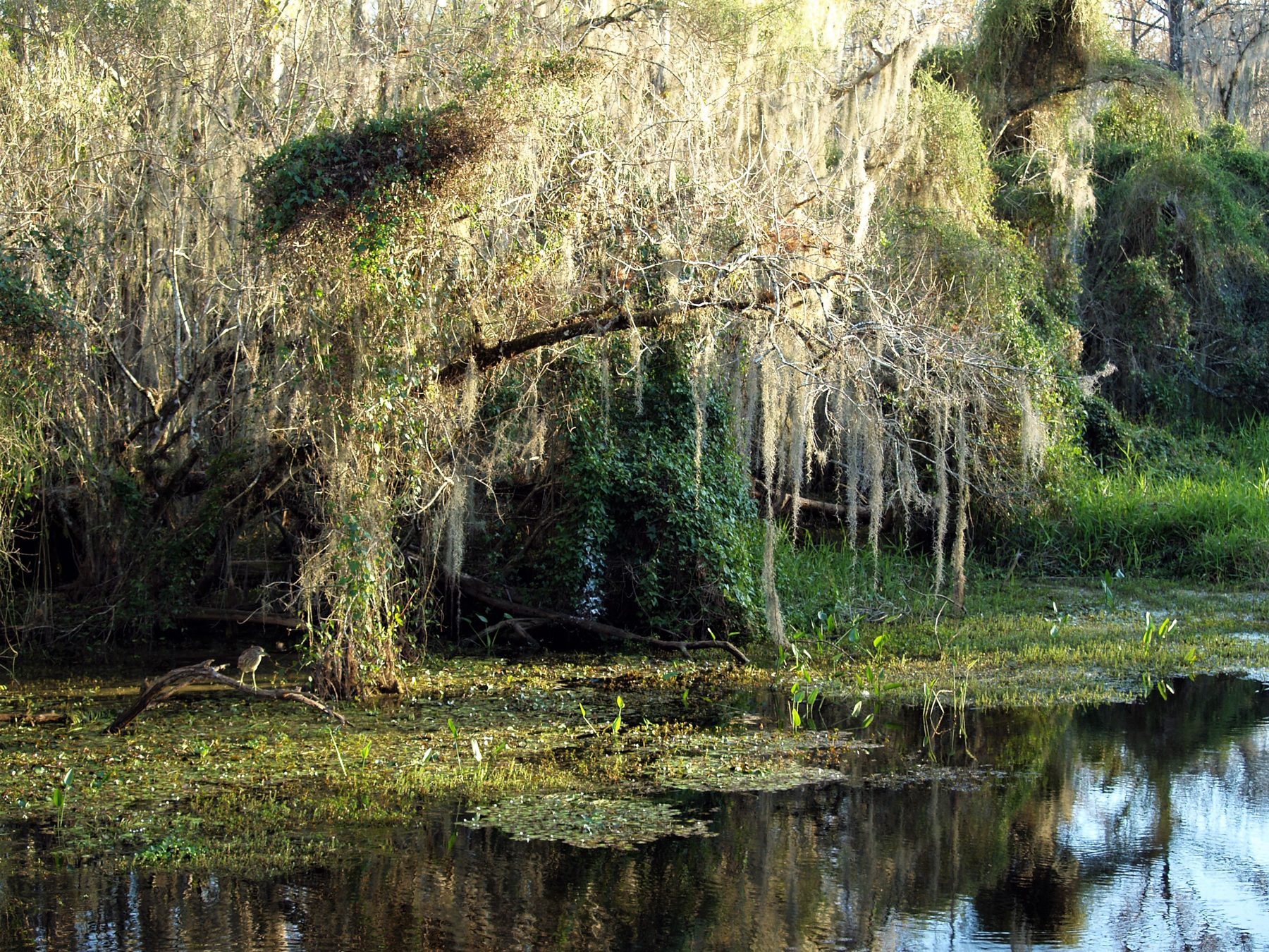 Cypress trees standing in the water-shaped landscape of Big Cypress National Preserve
