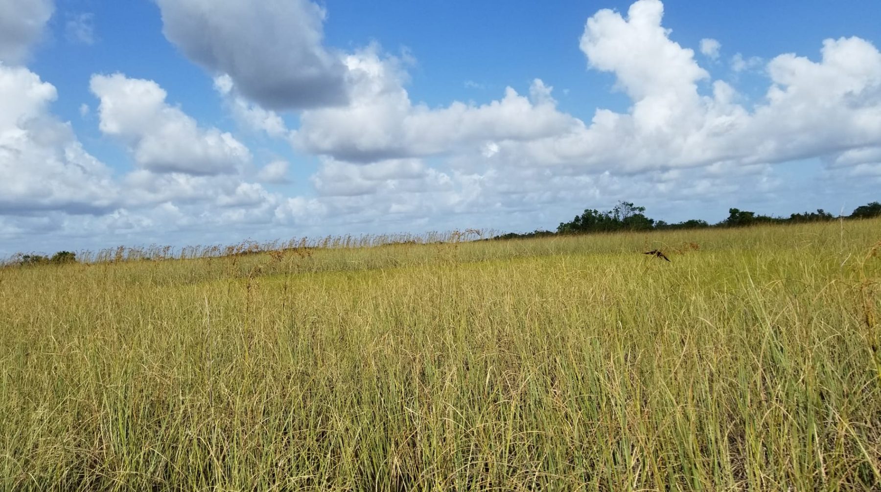Sawgrass prairie and scattered trees beneath an open sky in the Everglades