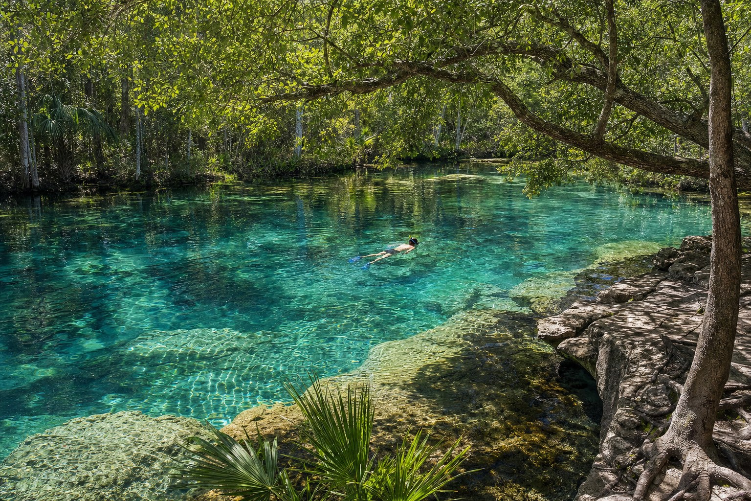 Clear turquoise Florida spring beneath a shaded forest