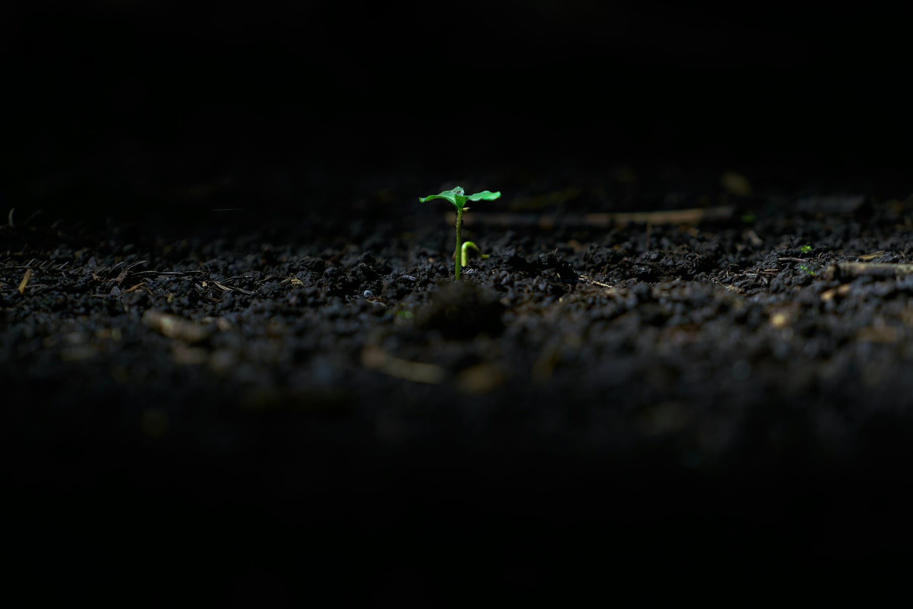 Small green seedling growing from dark soil
