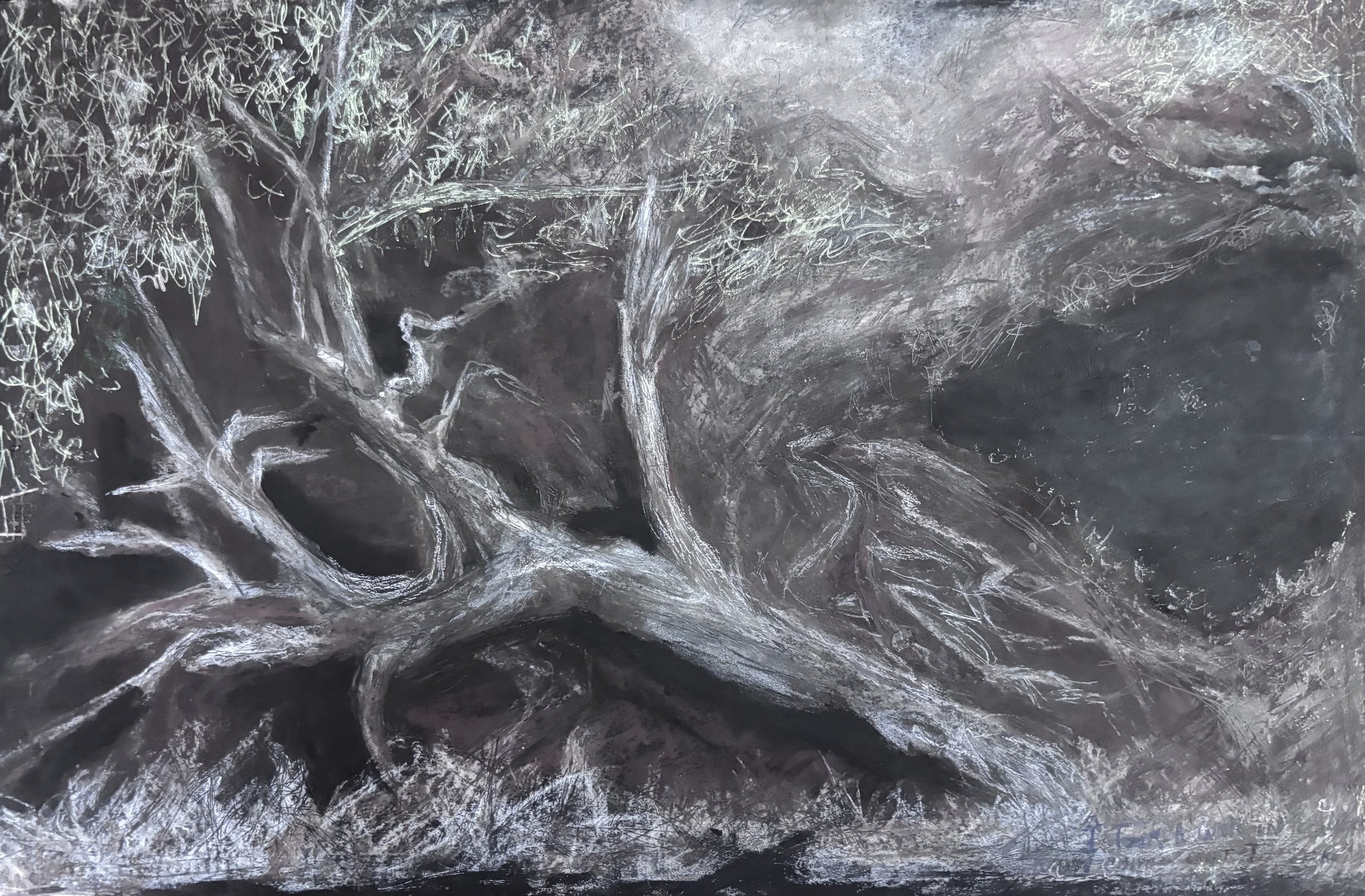 "in every walk with nature one receives far more than he seeks" H.D. Thoreau #6 Charcoal/Chalk on Paper, artwork by Cher Valentino