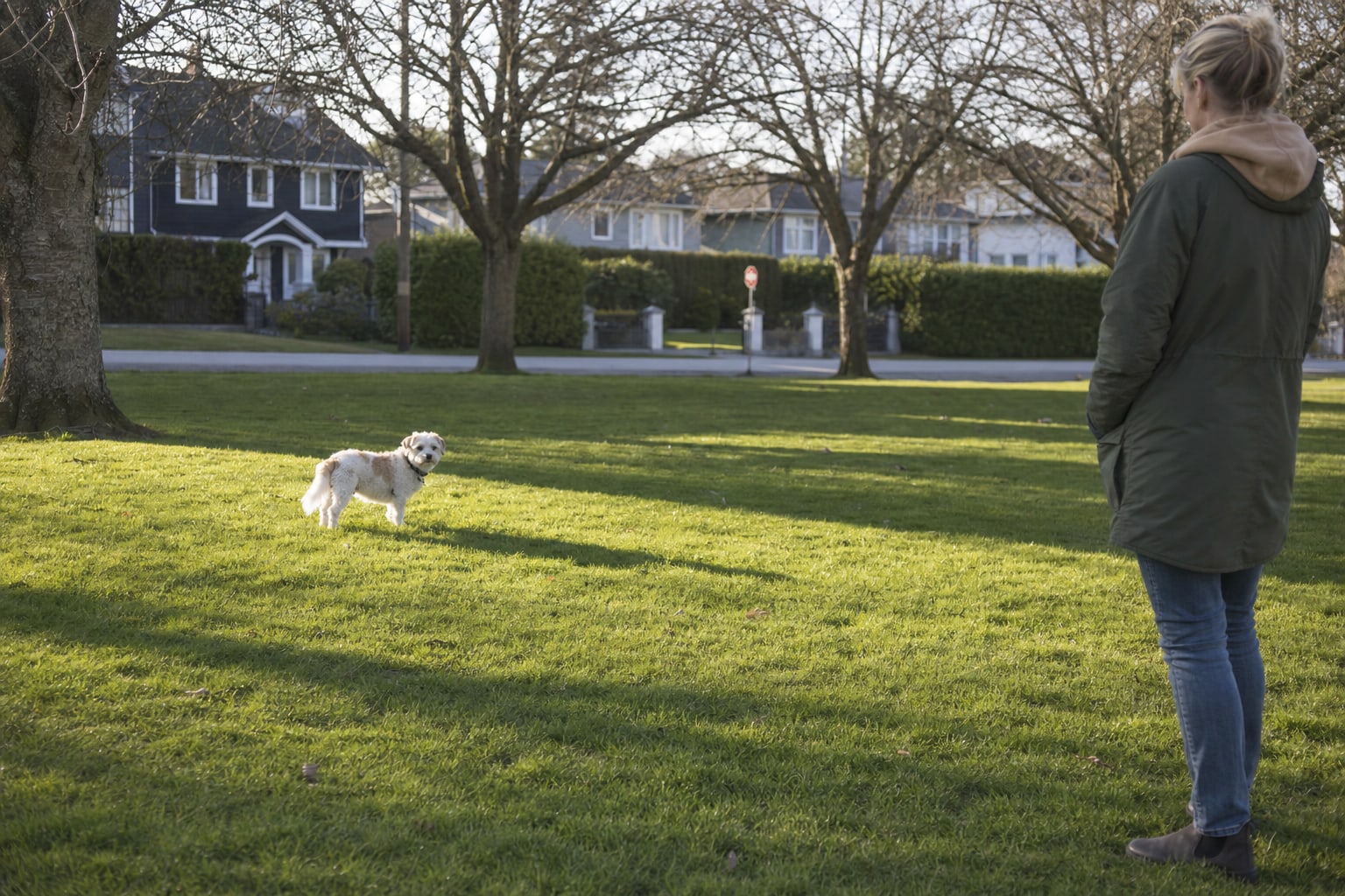 Person standing at a distance while a small dog pauses in a quiet green space