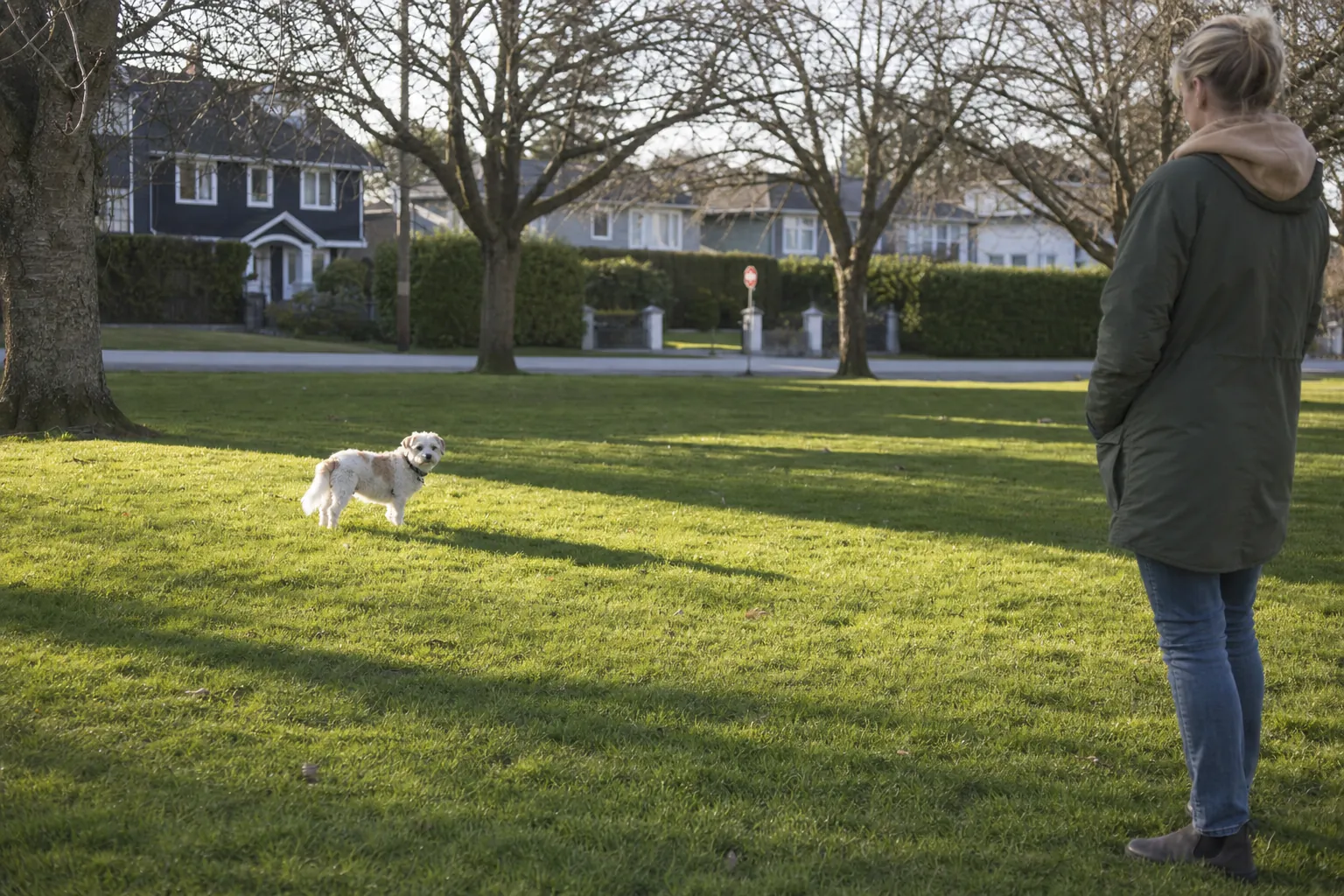 Dog observed calmly from a safe distance on a residential street