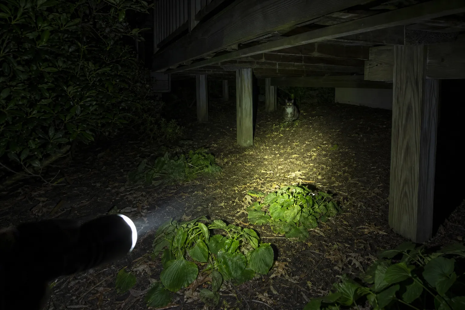 Flashlight beam checking beneath a backyard deck where a cat is hiding