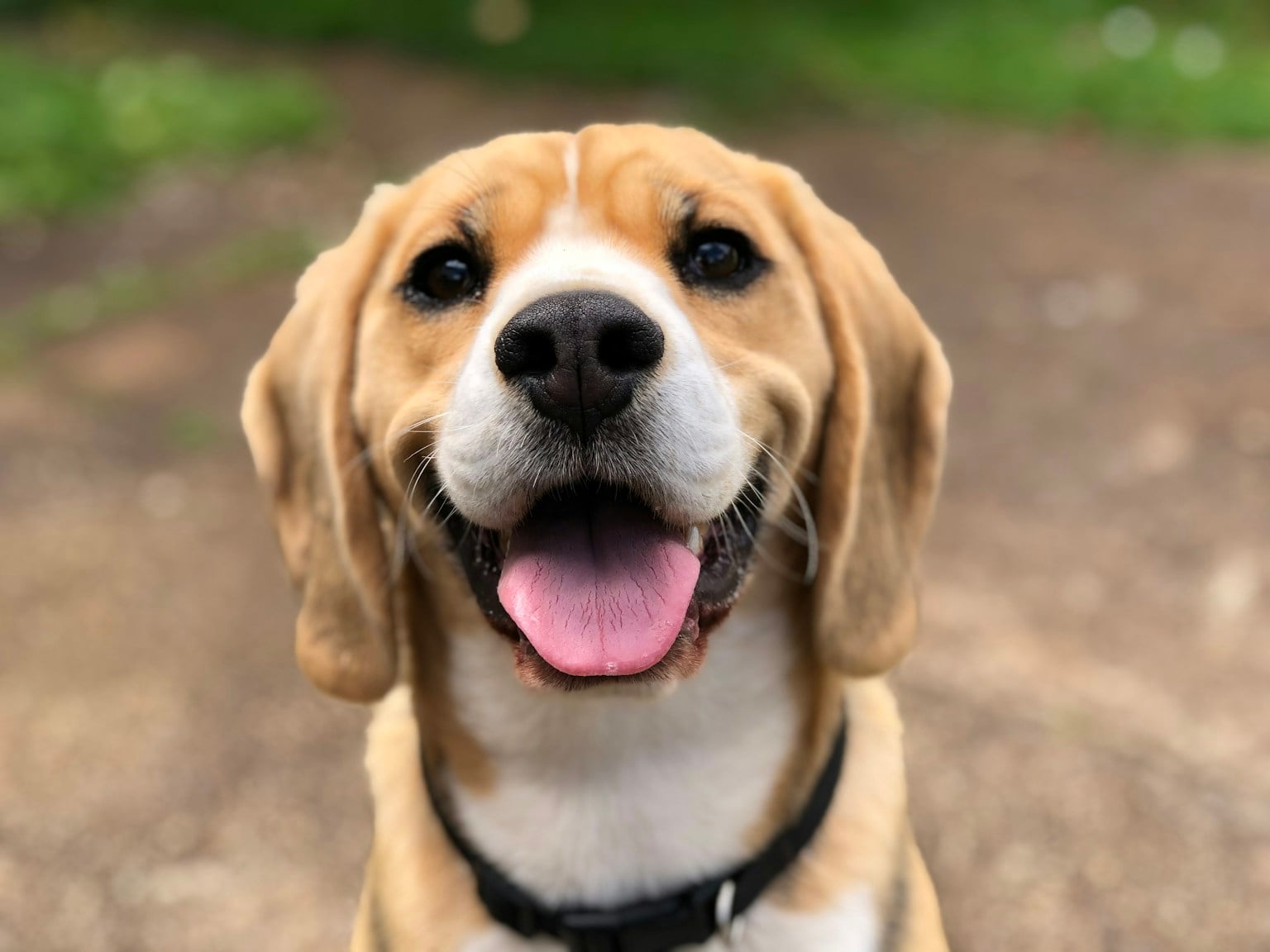 A beagle pauses during a calm outdoor moment.
