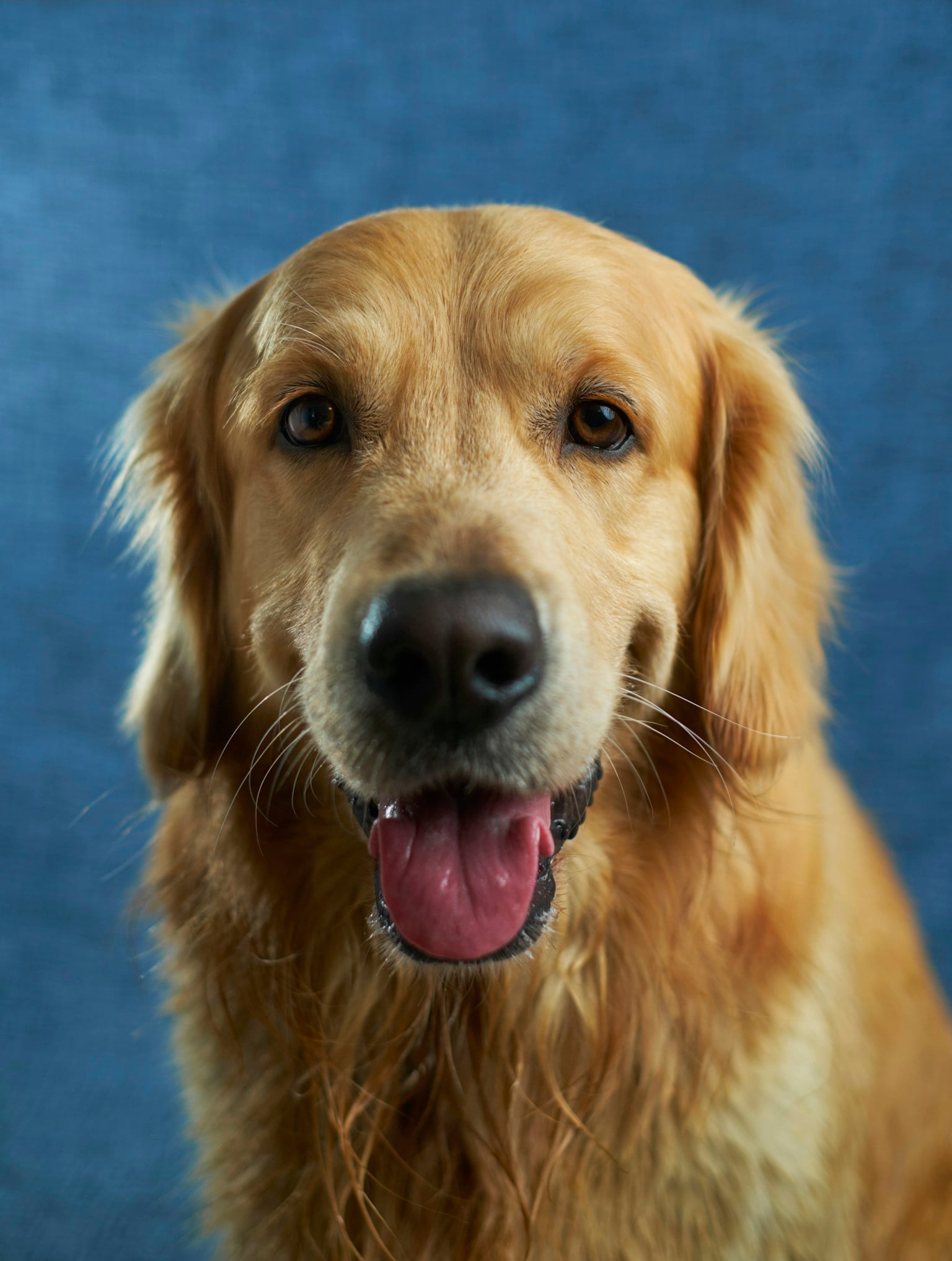 A golden retriever pauses in a quiet moment.