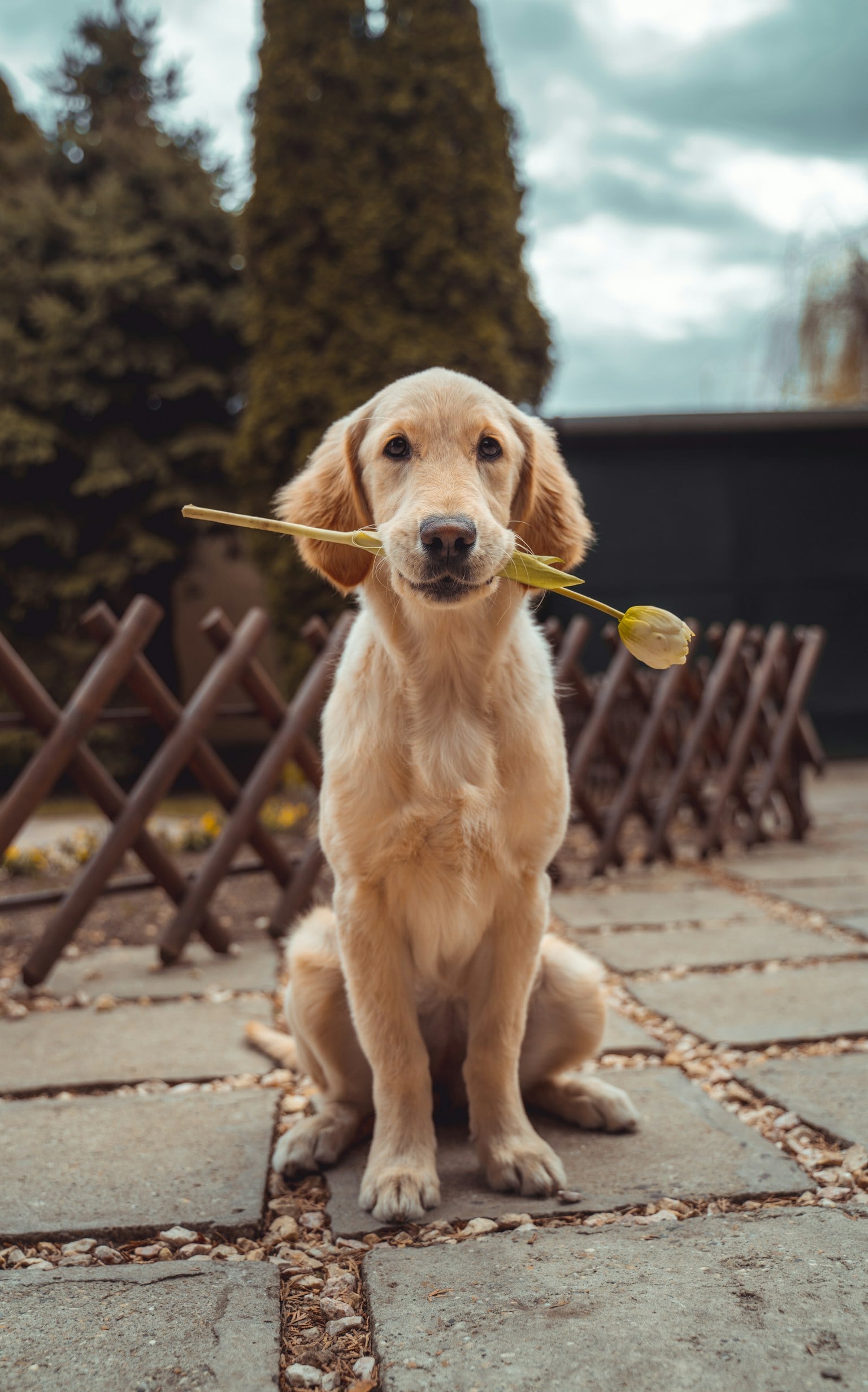 A golden retriever enjoys a gentle outdoor pause.