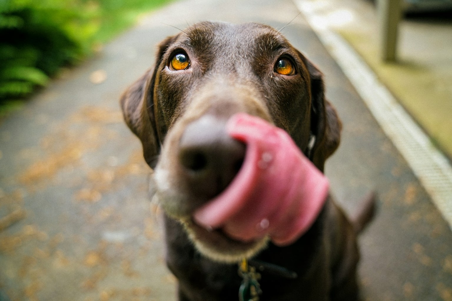 A brown dog looks up with focused attention.