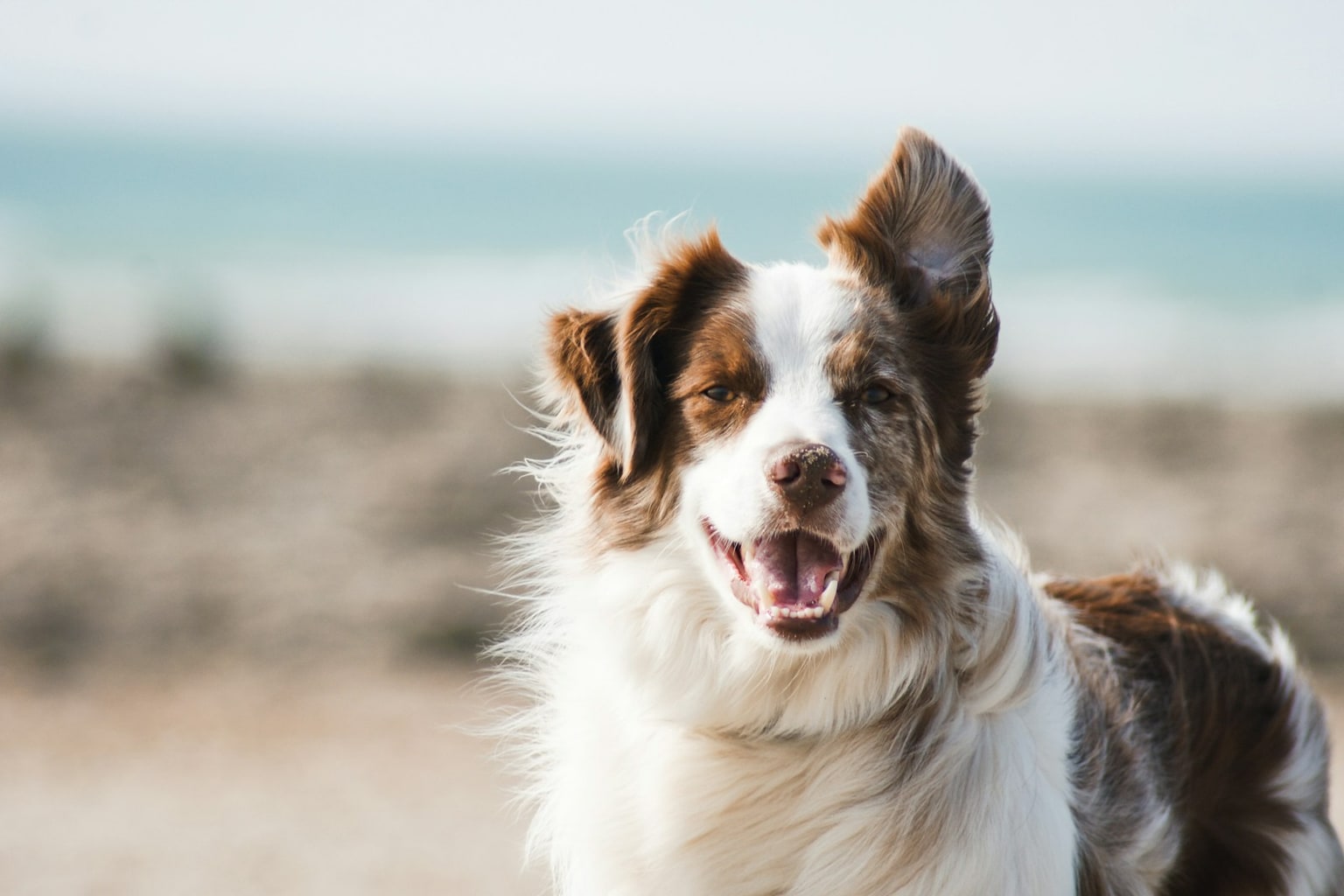 A border collie looks alert and ready to learn outdoors.