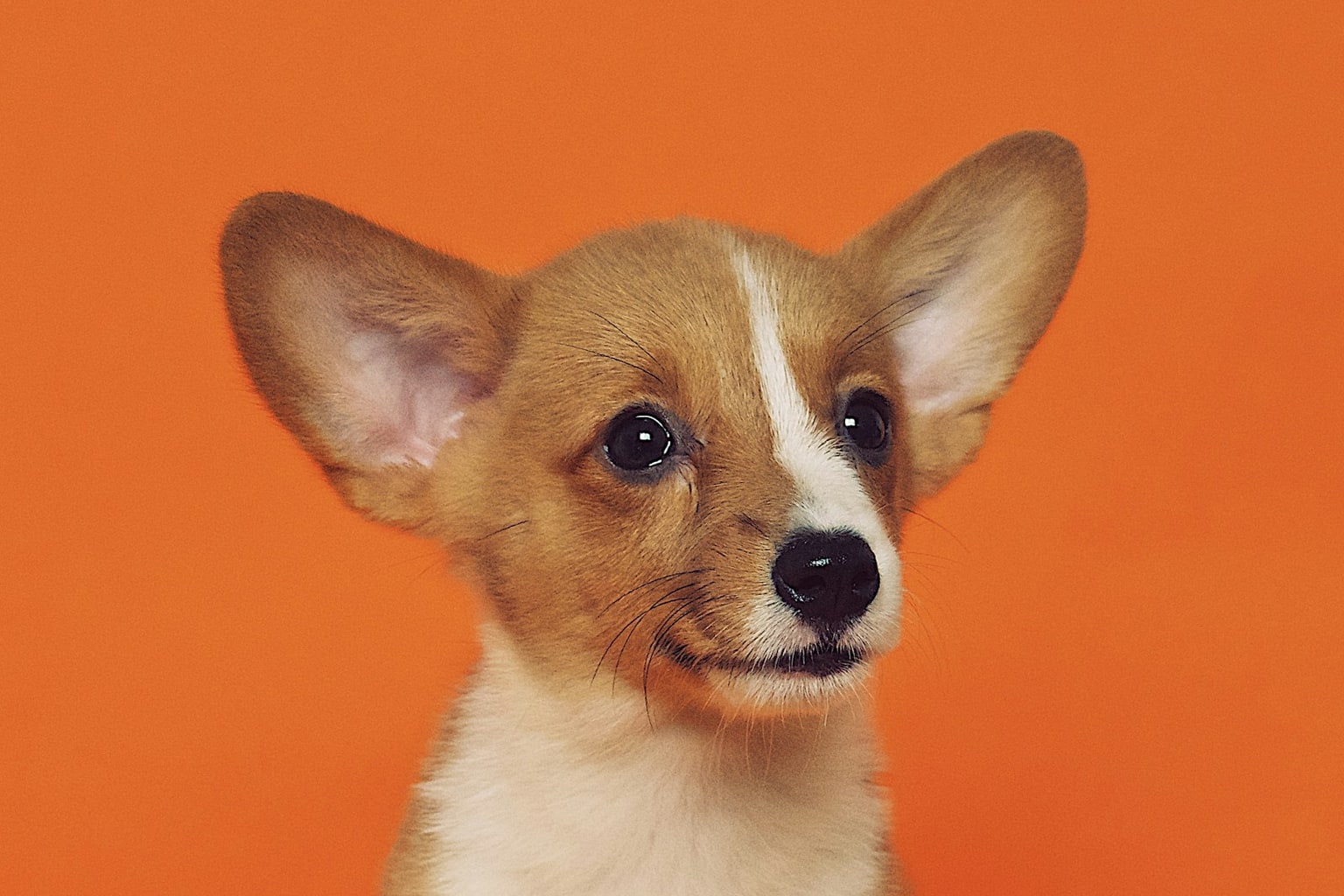 A young corgi sits alert against a warm orange background.