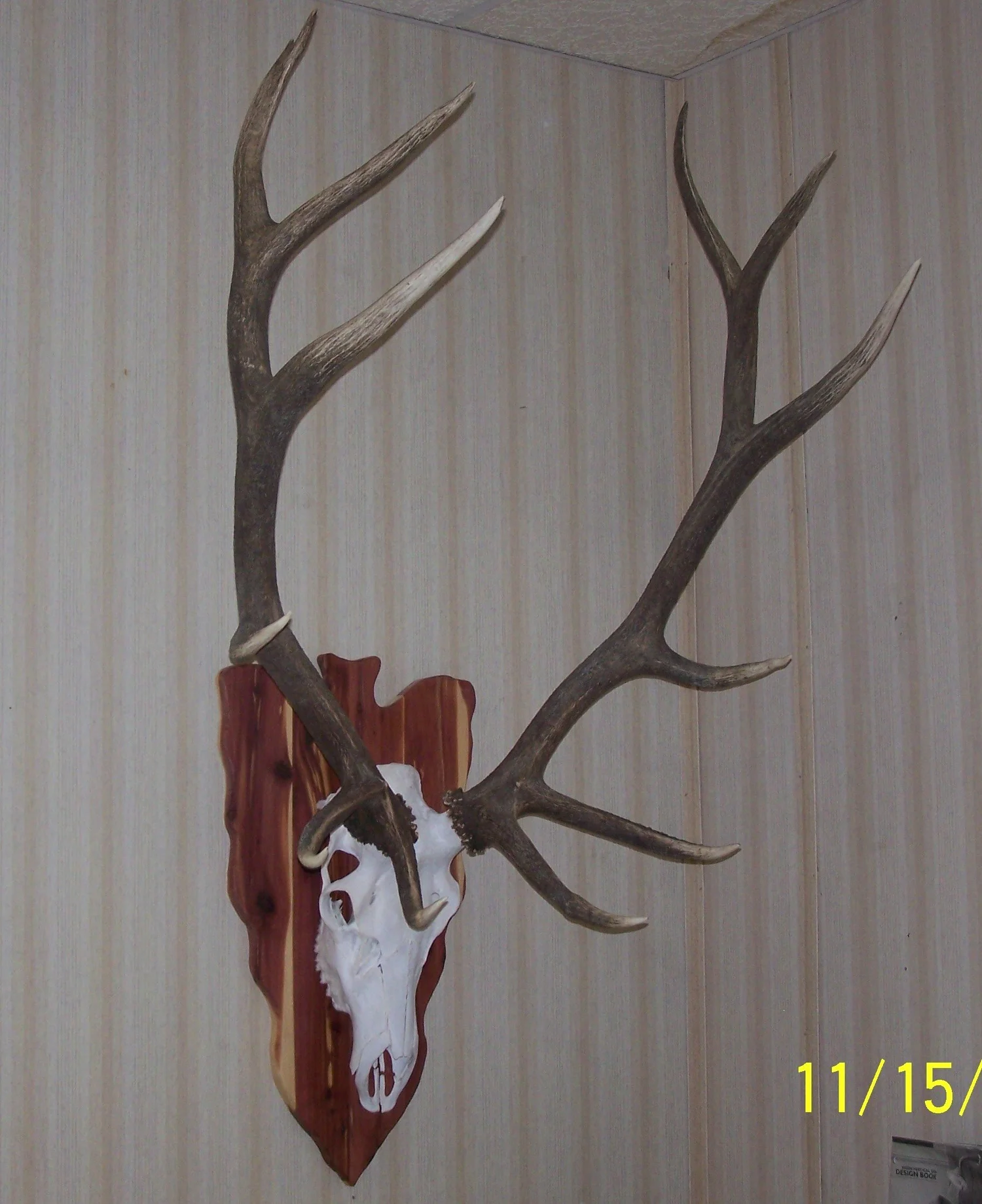 ELK Skull Plaque European Mount