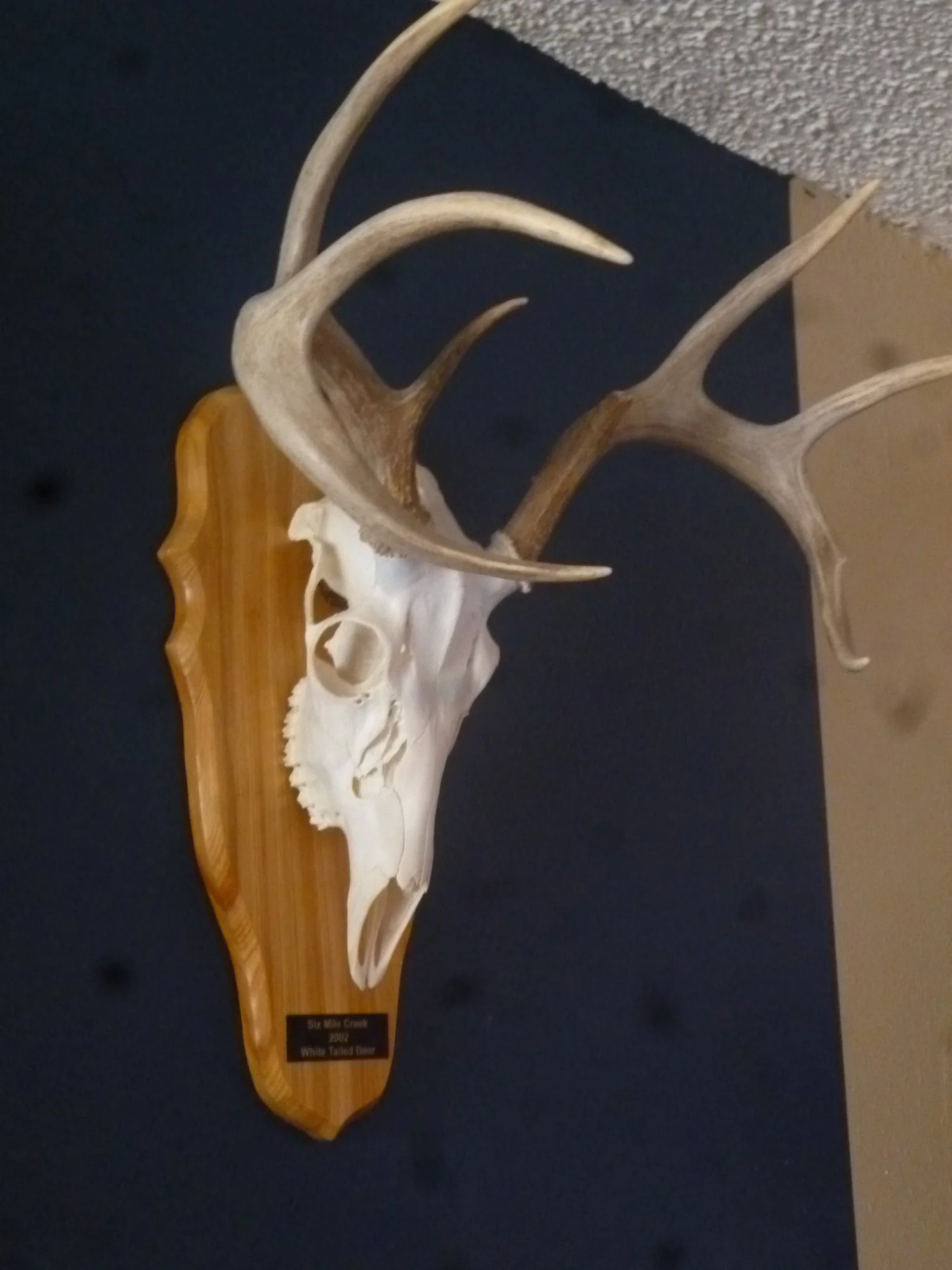 DEER or BEAR Skull Plaque-- European Mount