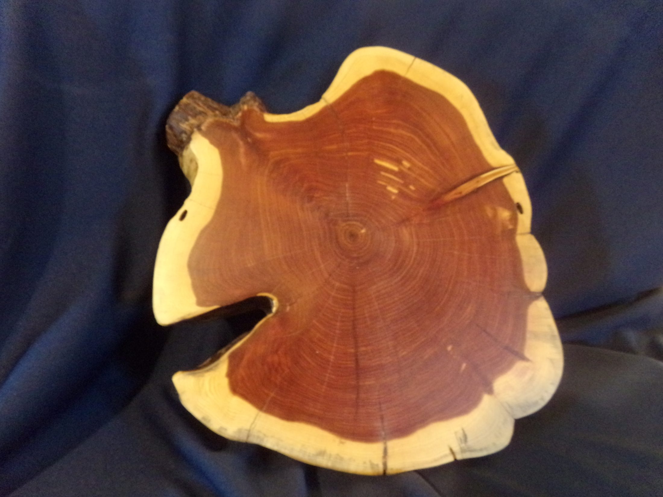 Medium Sized JUNIPER COOKIE RISER, CHARACTER WOOD, PLANTS, COUNTERTOP