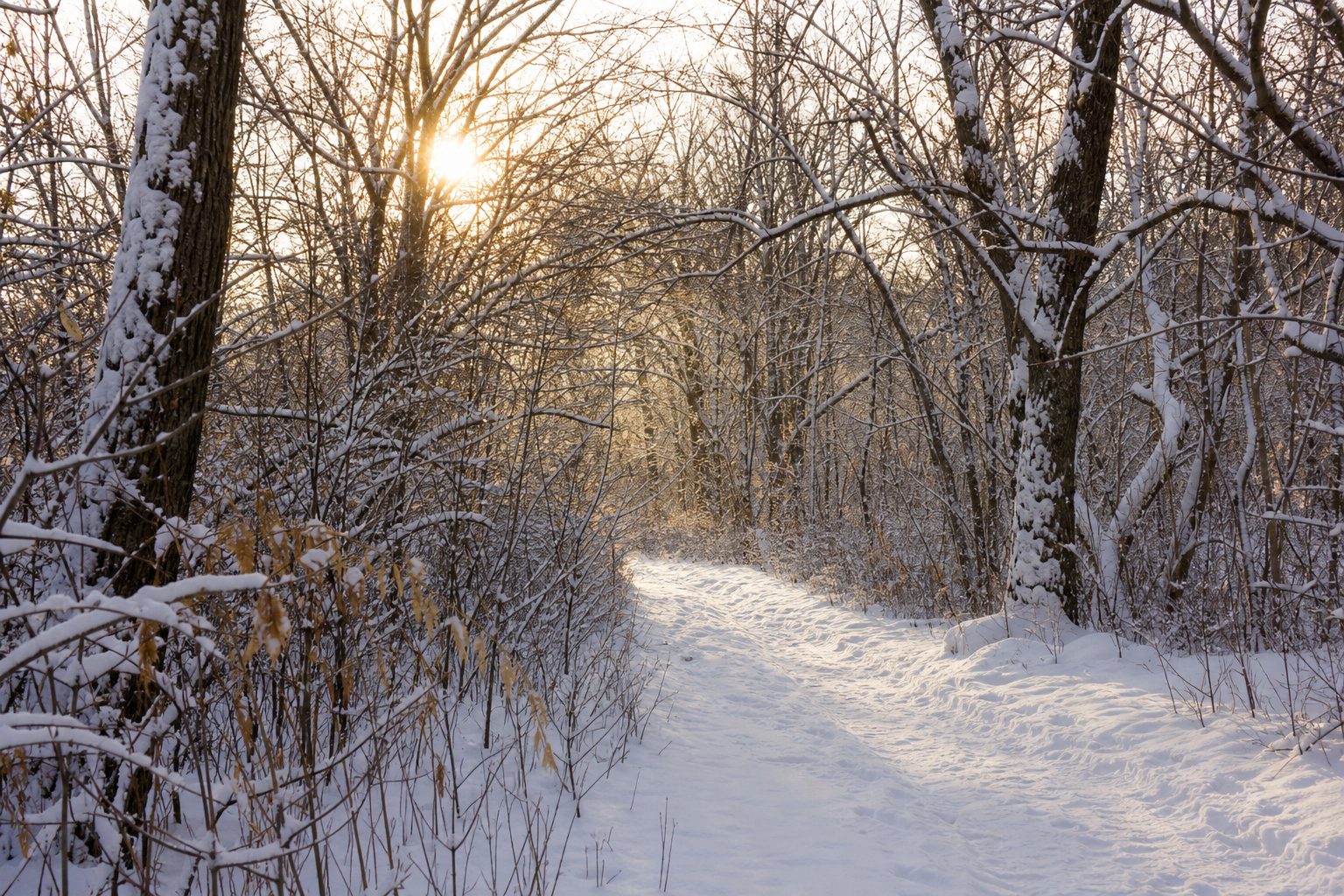 Soft winter sunlight filtering through bare trees along a snowy woodland path.