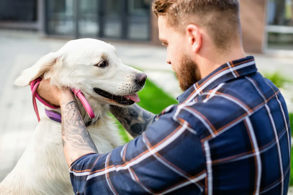 Image from Unleashing the Healing Power: The Phenomenal Benefits of Therapy Animals