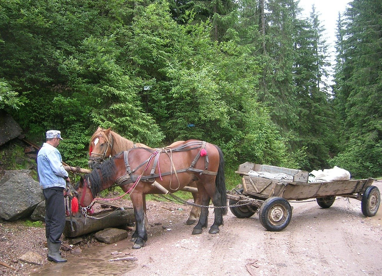 Two horses and a wooden farm cart on a wooded rural road in Romania