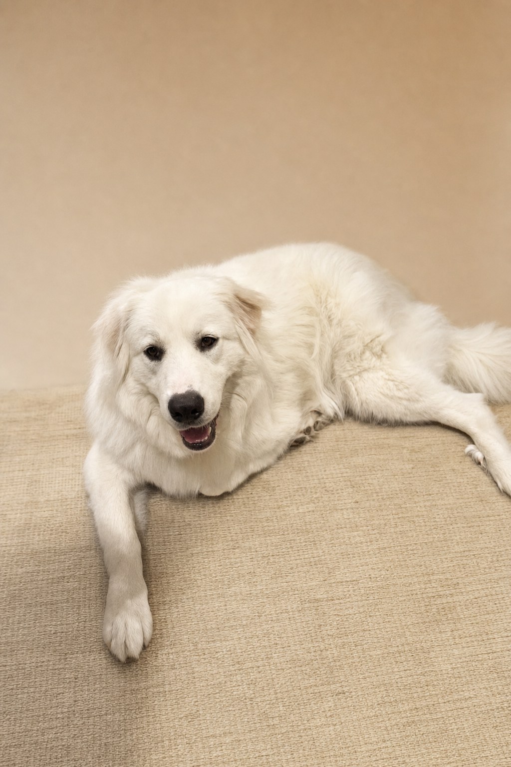 White rescue dog resting on a warm neutral rug