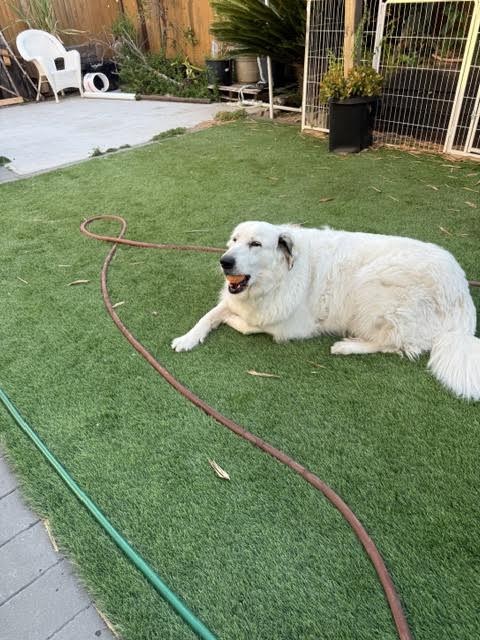 White rescue dog resting in a backyard