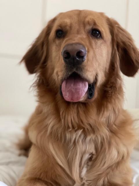 Golden retriever from Nurse&3dogs' first rescue story