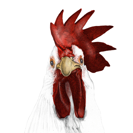 Animal illustration 7
