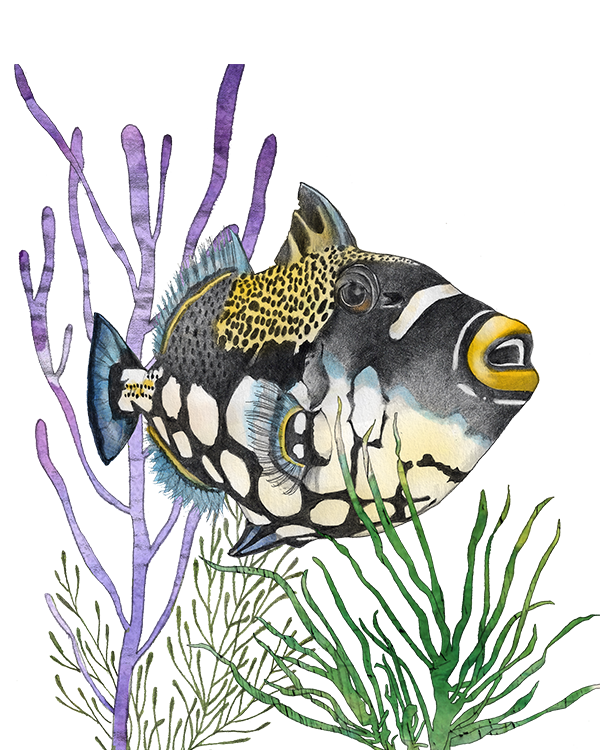 Bright fish collection by Christine Anderson, example 4