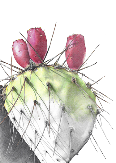 Desert stories illustration 2