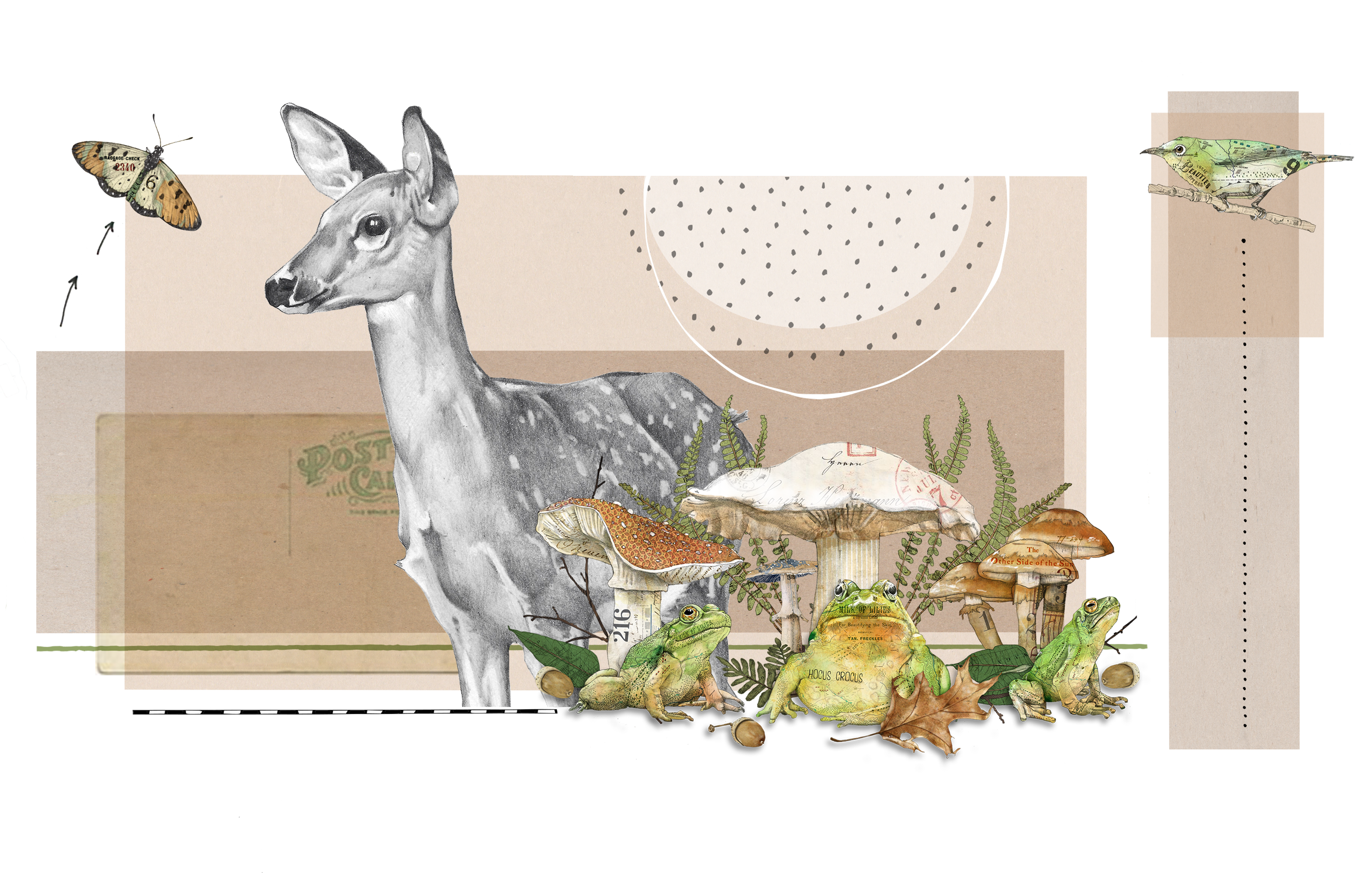 Christine Anderson collage featuring a graphite deer, butterfly, bird, frogs and mushrooms