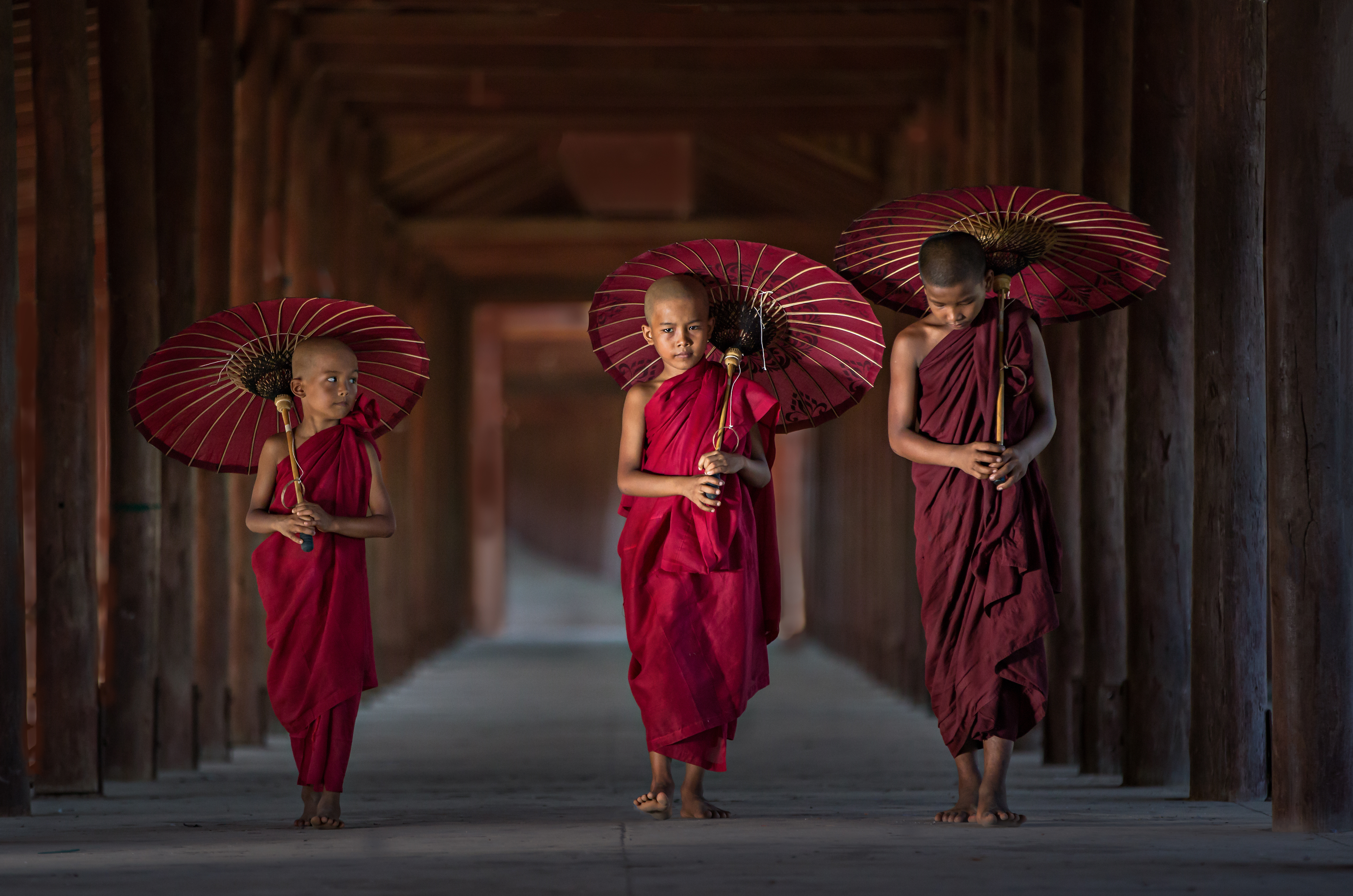 Three young Buddhist monks holding burgundy umbrellas