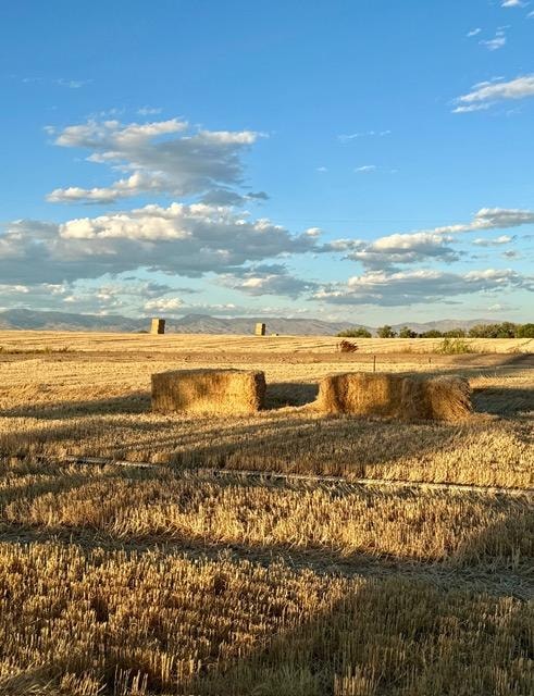 Golden wheat field beneath a blue sky