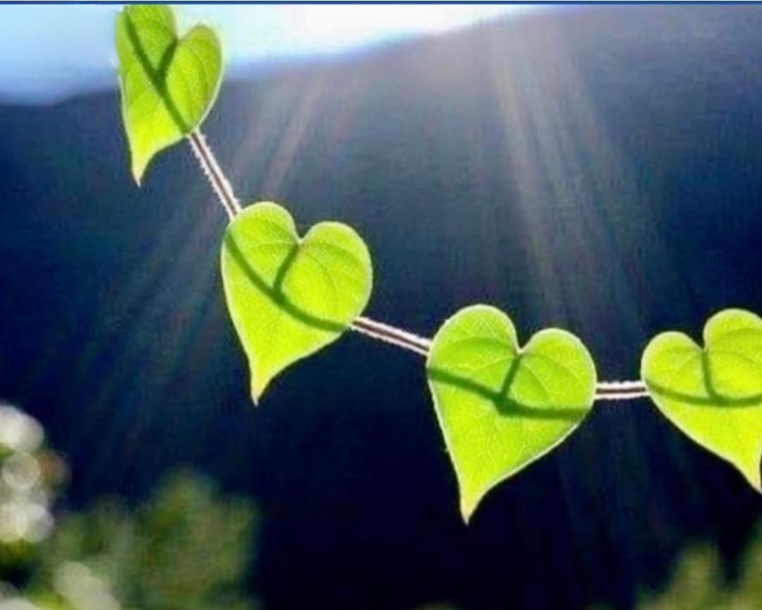 Heart-shaped leaves on a green houseplant