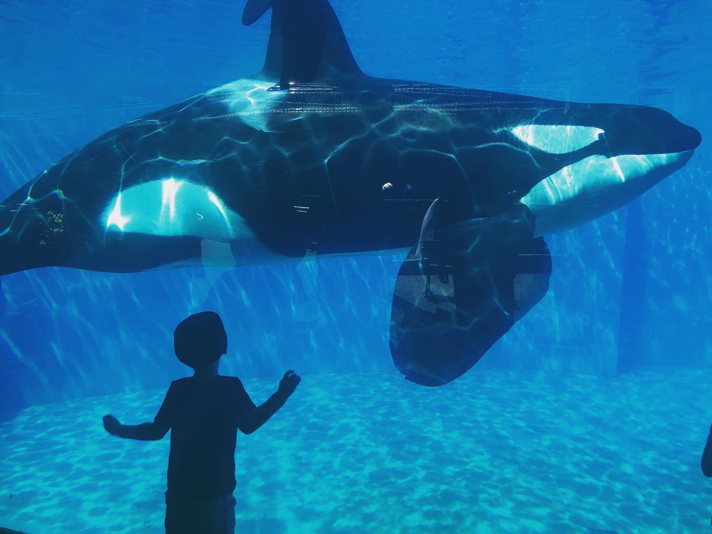 A Whales Tale reflection image