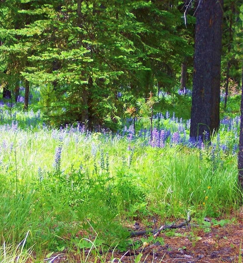 Montana Lupine, artwork by Deahn Benware