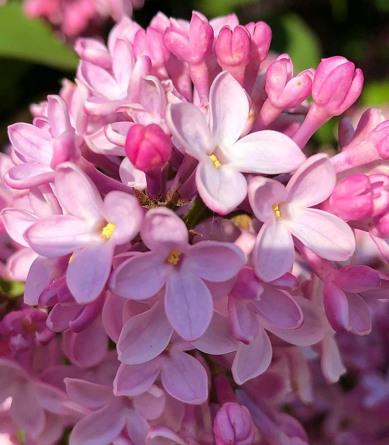 Pink Lilacs, artwork by Deahn Benware